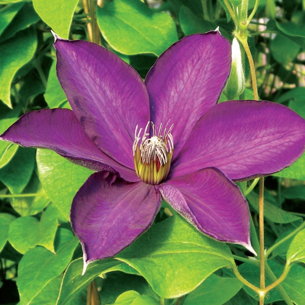 Clematis 'Guiding Star'