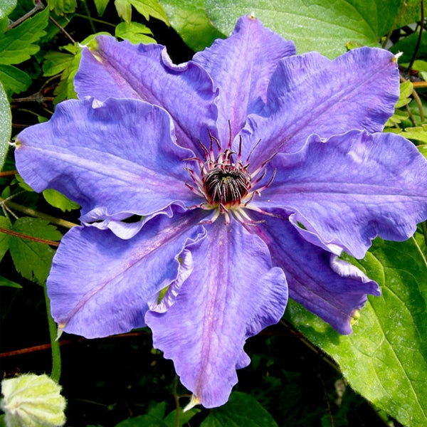 Clematis 'Lord Nevill'