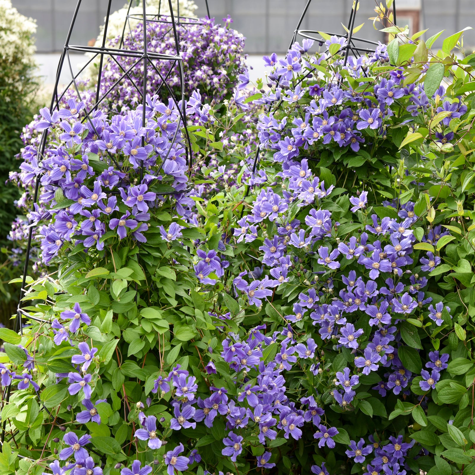 Clematis 'Rain Dance' (solitary clematis), entire plant in bloom.