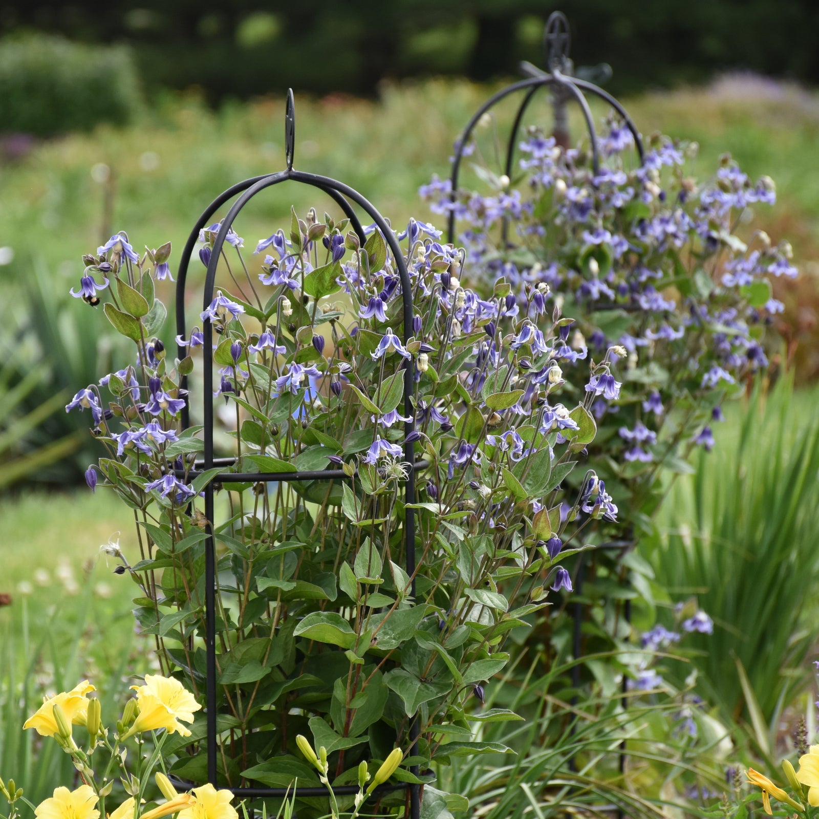 Clematis 'Stand by Me' (solitary clematis), entire plant in bloom.