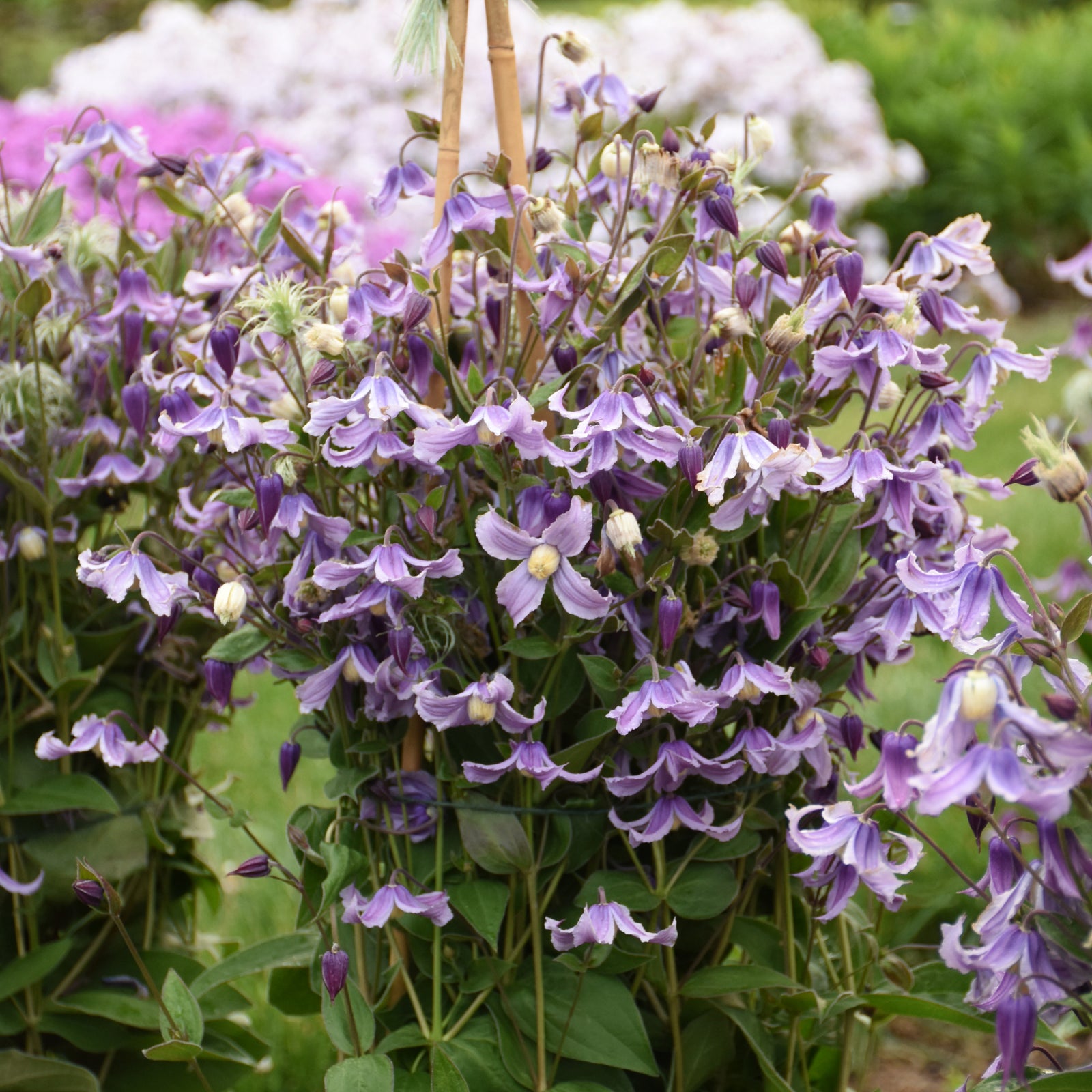 Clematis 'Stand by Me Lavender' (solitary clematis), flowers and foliage.