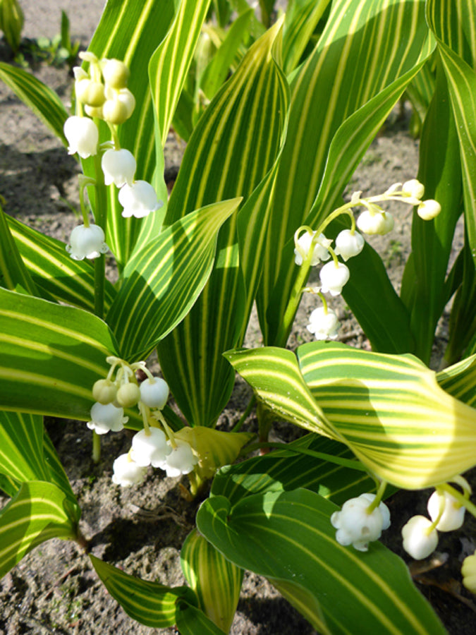 Lily-of-the-Valley 'Albostriata'