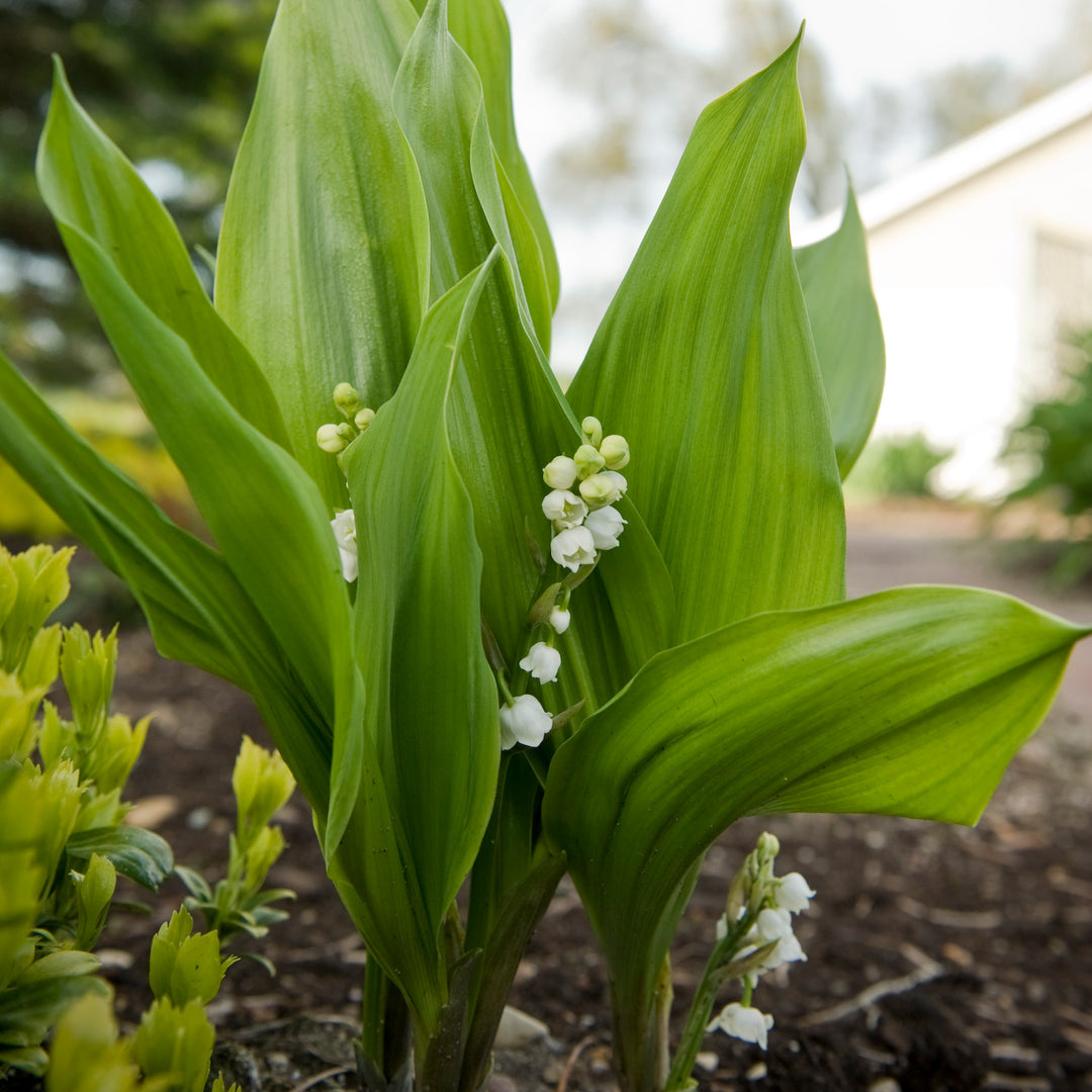 Lily-of-the-Valley, Pink – Greenland Garden Centre