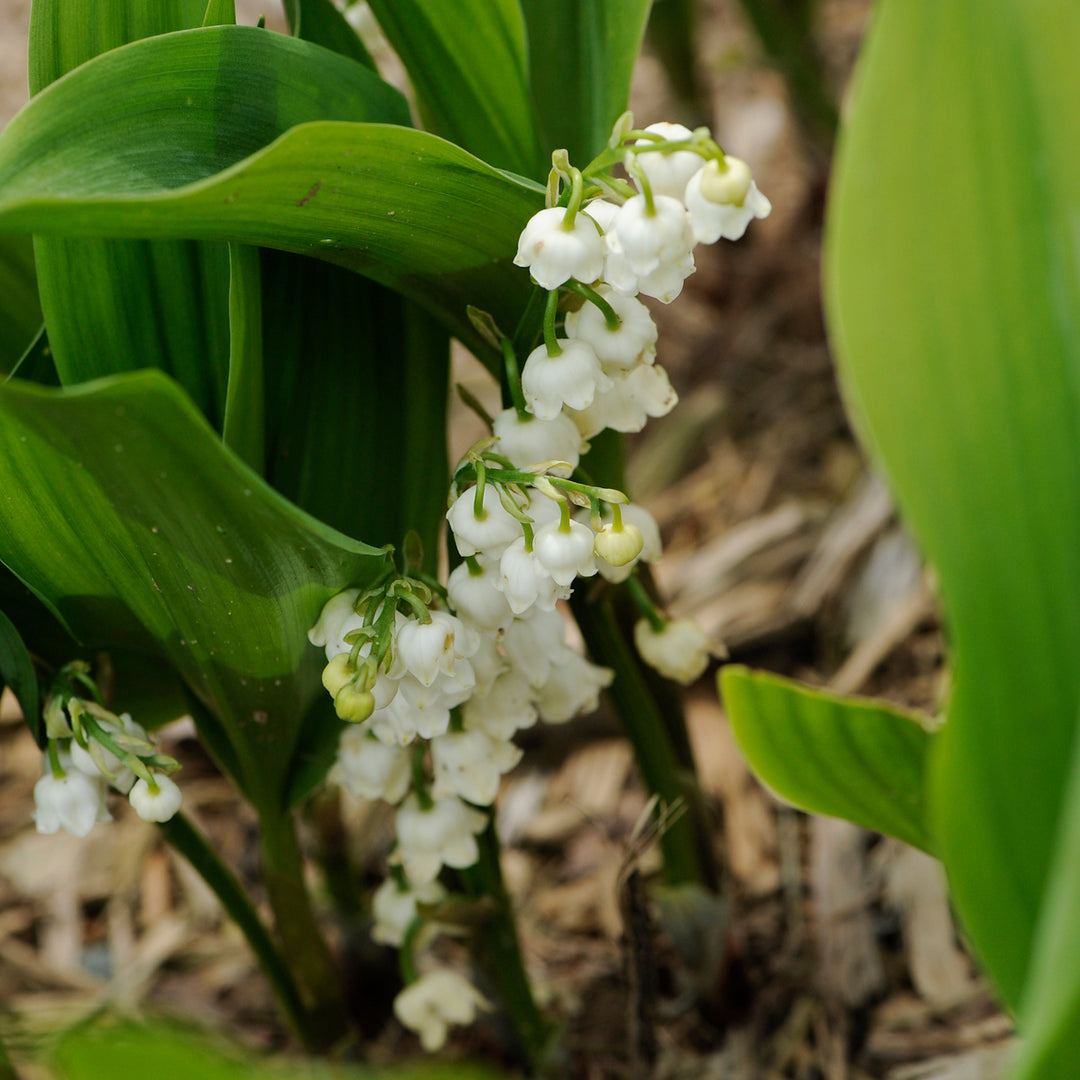 Lily-of-the-Valley 'Bordeaux'