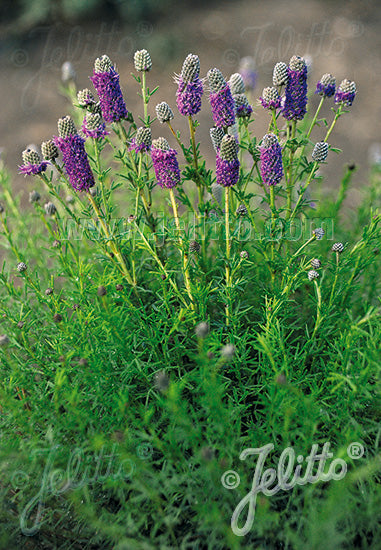 Prairie Clover 'Stephanie'