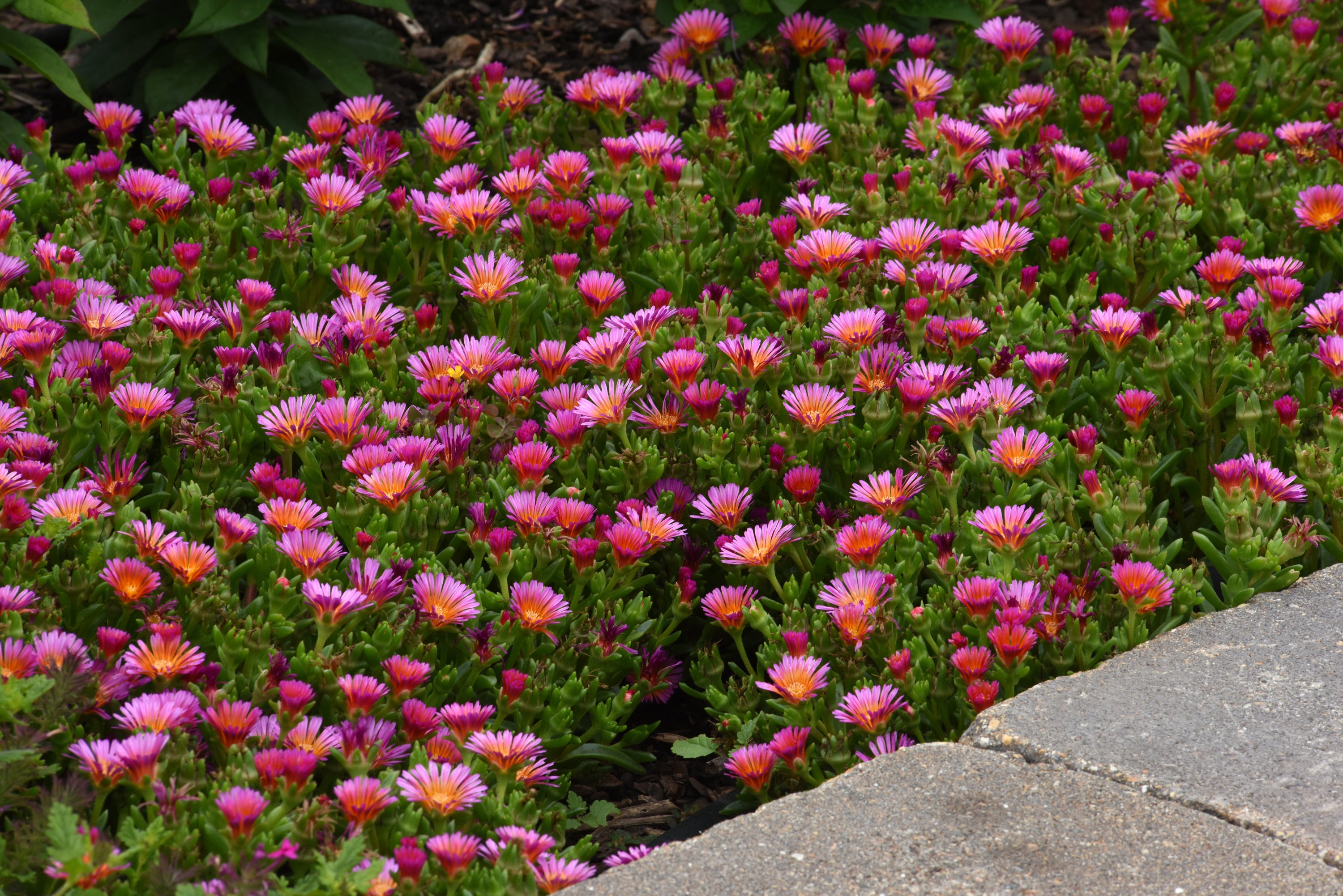 Ice Plant Ocean Sunset Orange Glow – Greenland Garden Centre