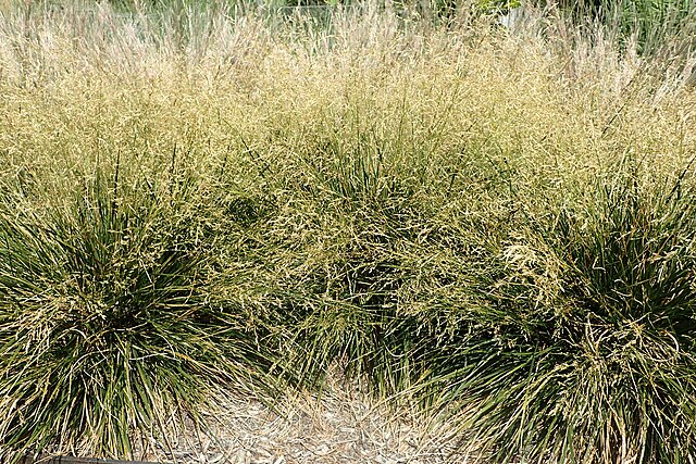 Tufted Hair Grass 'Goldtau'