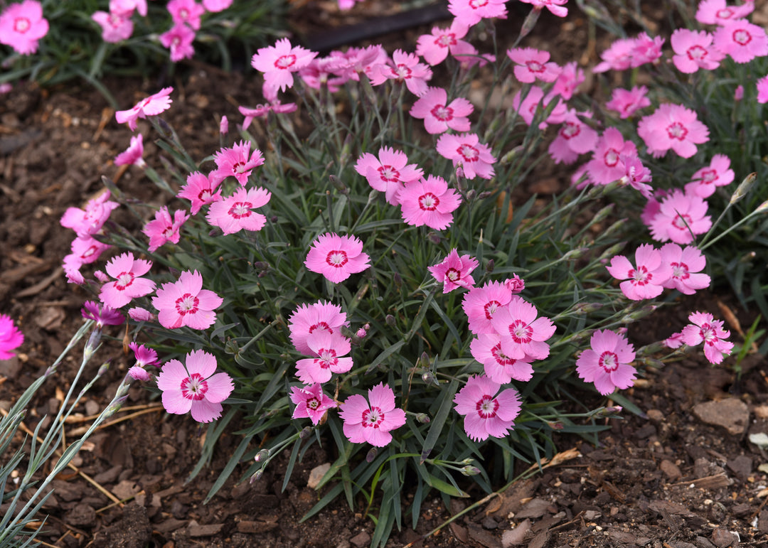 Pinks Mountain Frost 'Pink Twinkle'