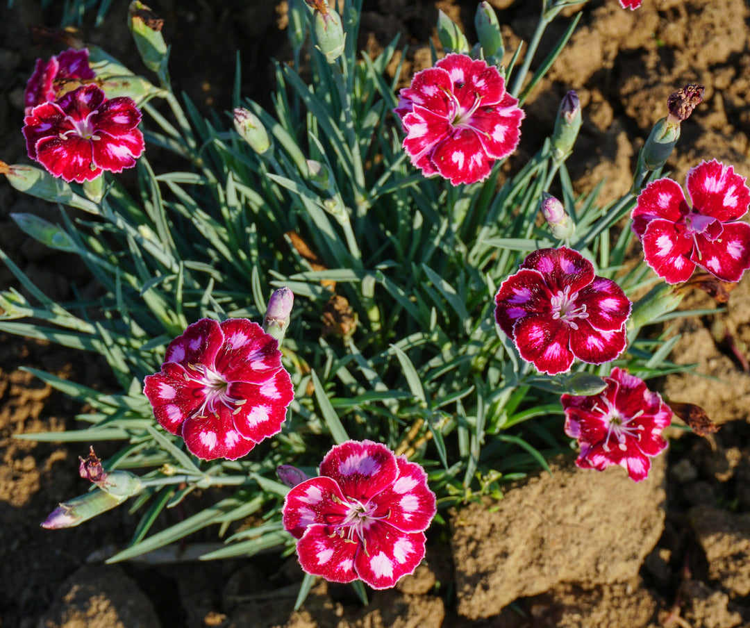 Pinks Mountain Frost 'Ruby Glitter'