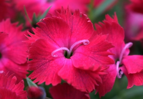 Pinks 'Vivid Cherry Charm'