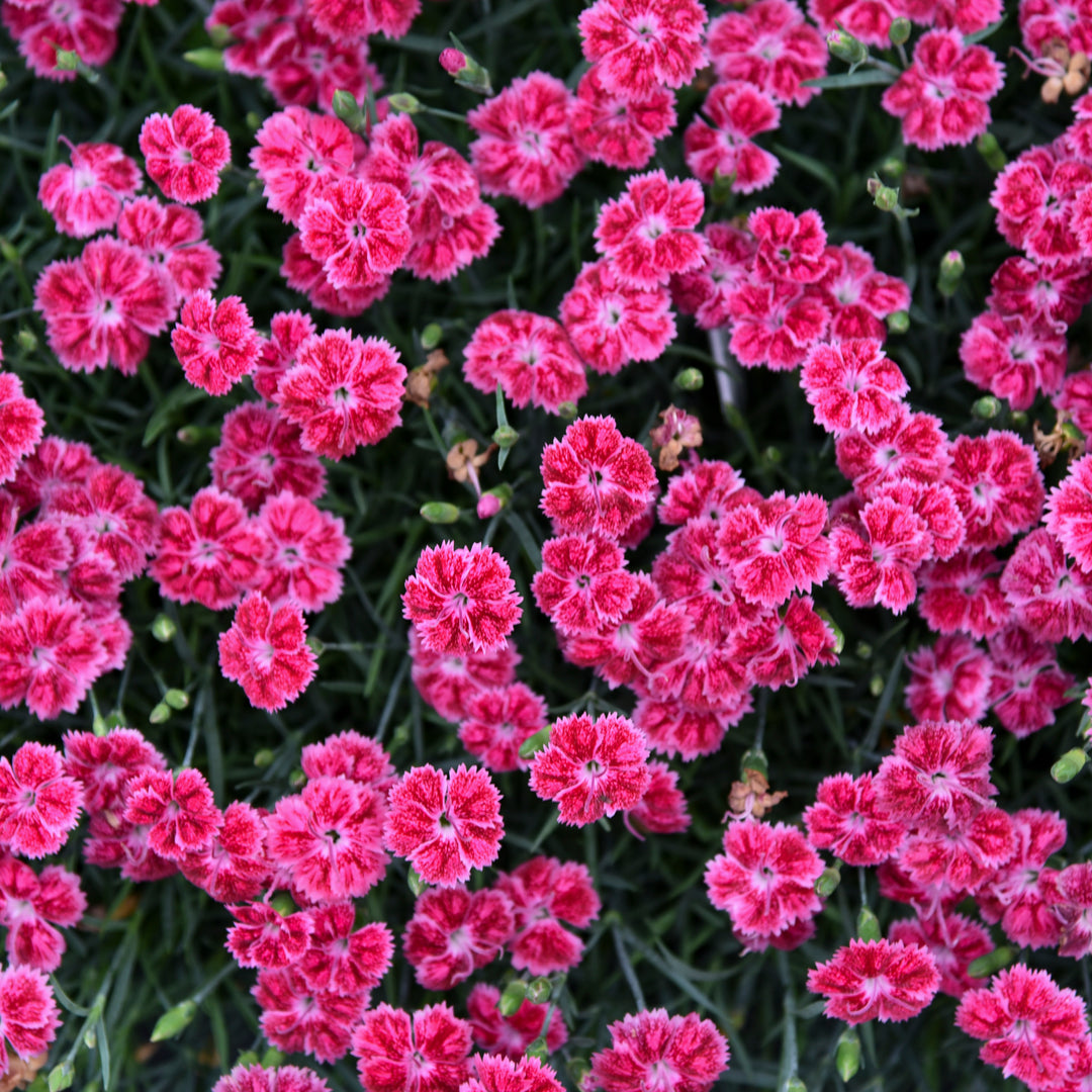 Pinks 'Red Rouge'