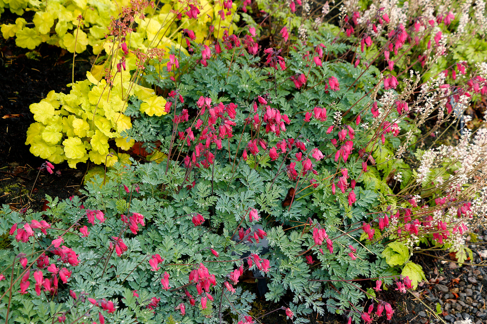 Dicentra 'Amore Rose' (fernleaf bleeding heart), entire plant in bloom.