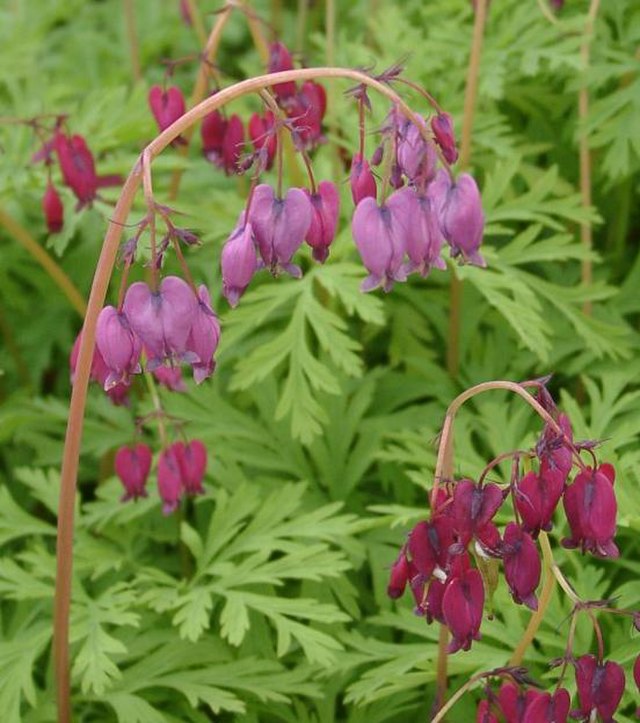 Bleeding Heart, Fernleaf 'Bacchanal'