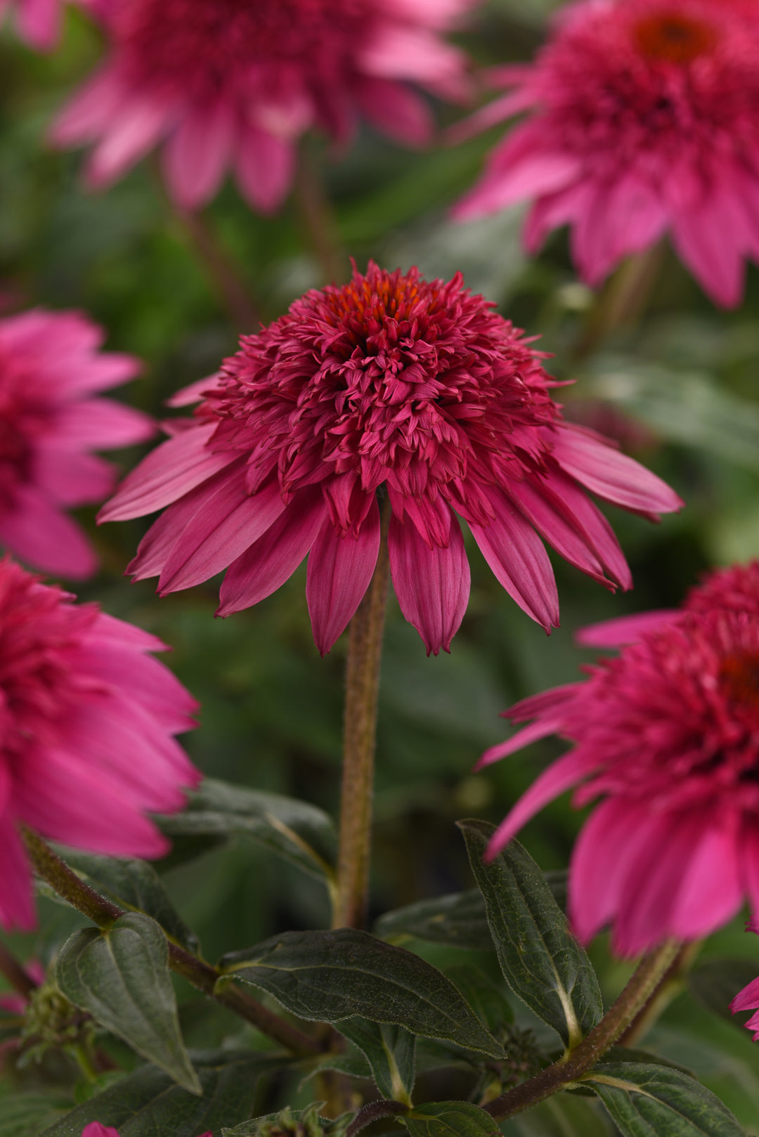 Coneflower Double Scoop Watermelon Deluxe