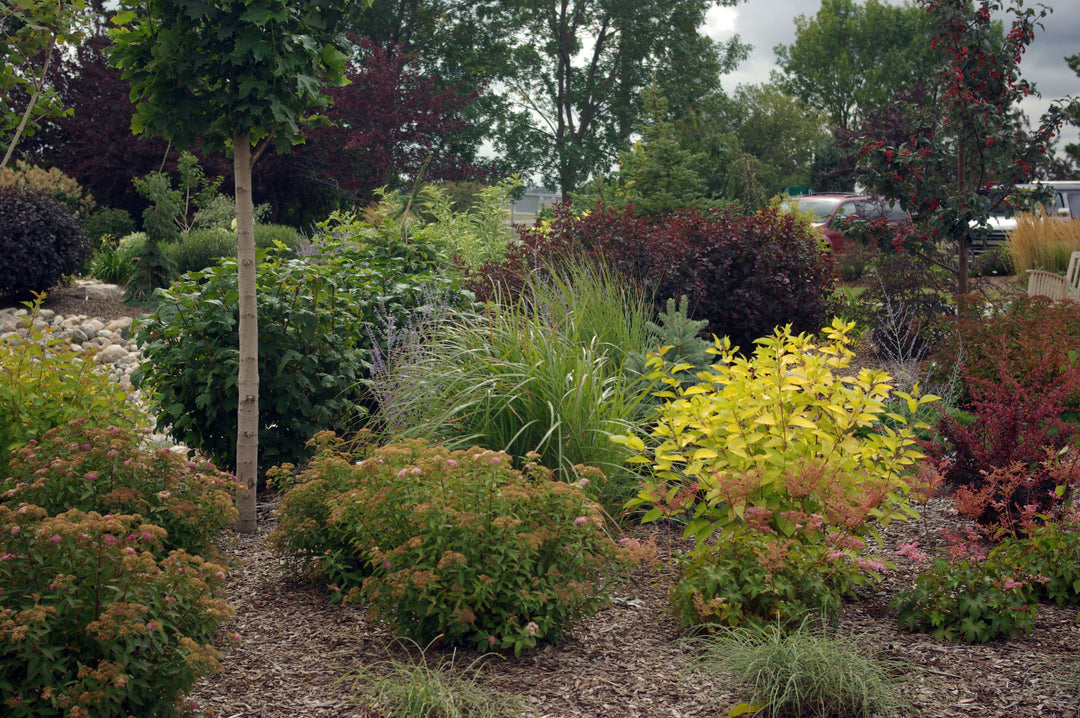Tour & Learn: Trees & Shrubs for All-Season Colour - Thursday, June 25 @ 6:30pm