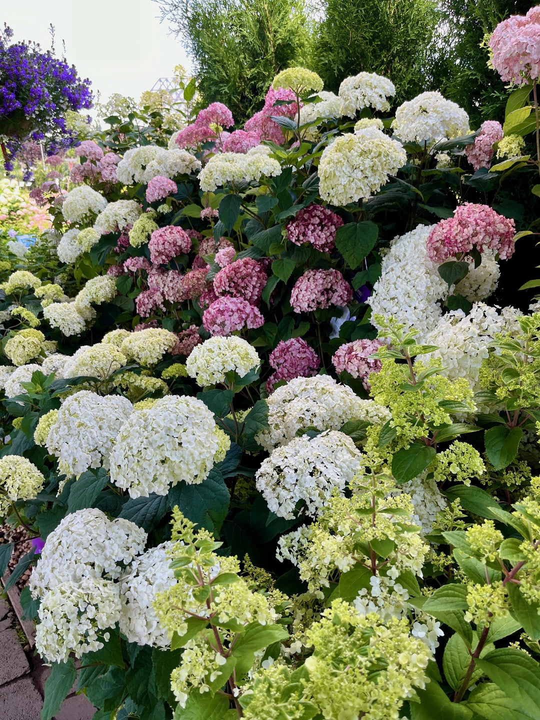 Tour & Learn: All About Hydrangeas - Fri. July 17 @ 6:30pm