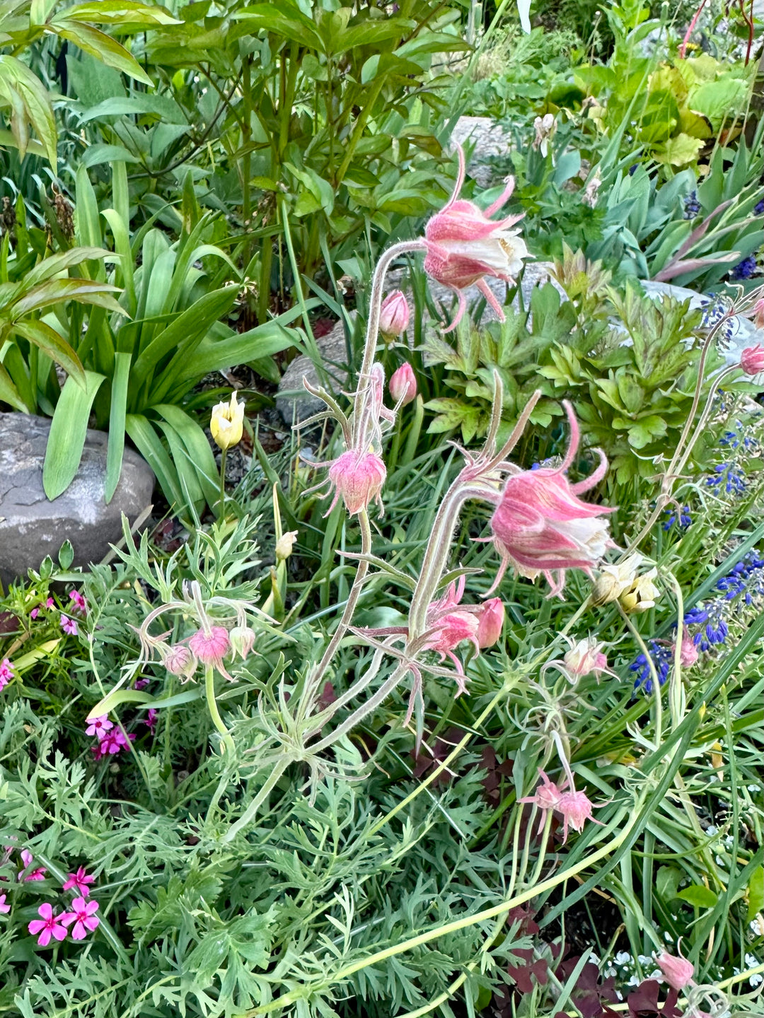 Tour & Learn: Native Perennials for Alberta Gardens - Fri. July 24 @ 6:30pm