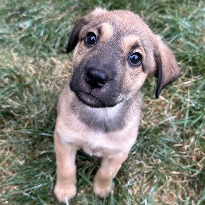 2025 Holiday Animal Rescue Raffle Tickets