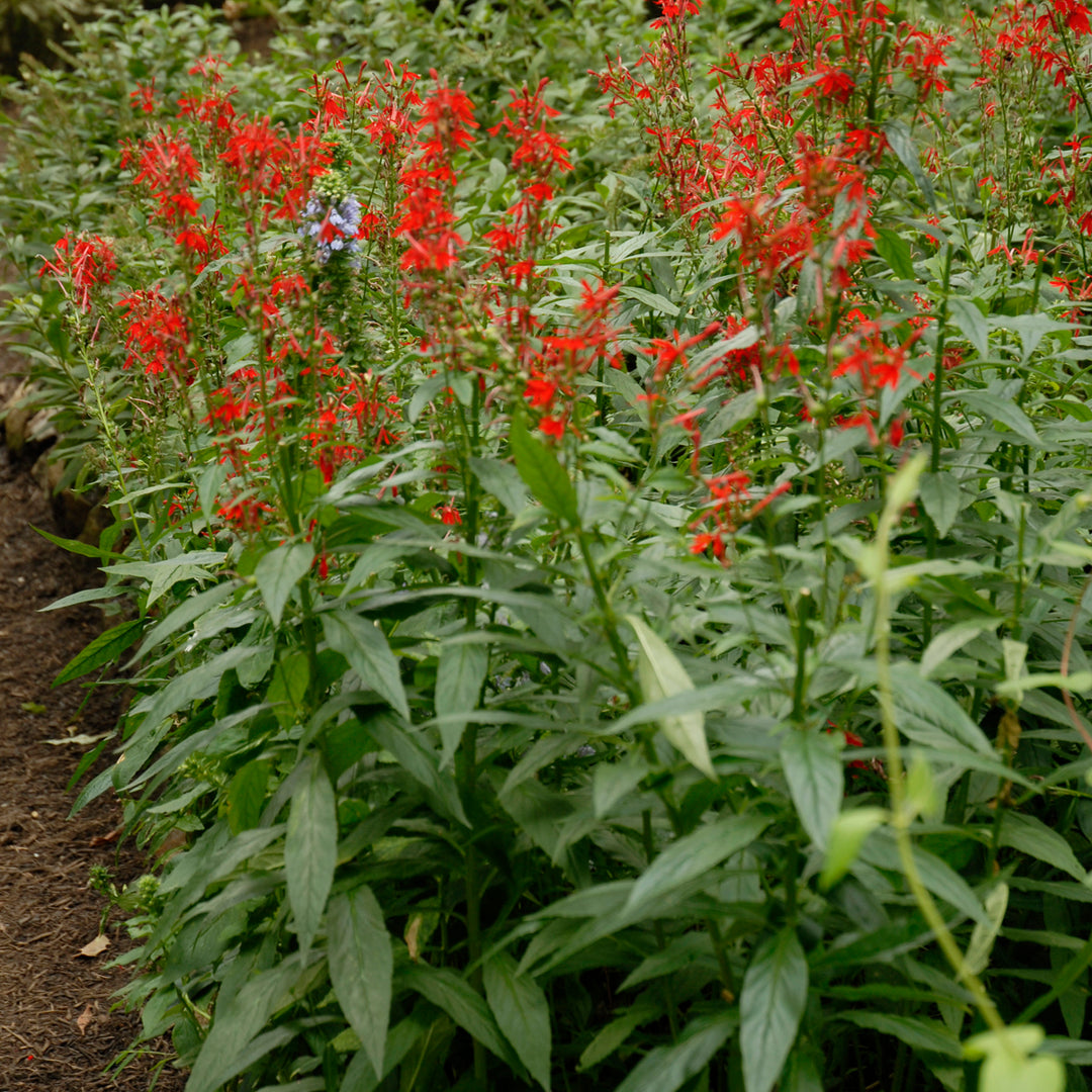 Lobelia cardinalis (cardinal flower), entire plant.