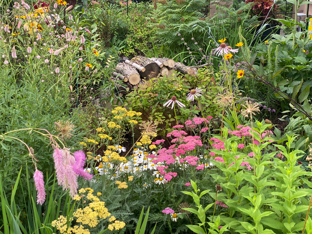 Tour & Learn: Perennials for Late Summer Colour - Friday, July 31 @ 6:30pm