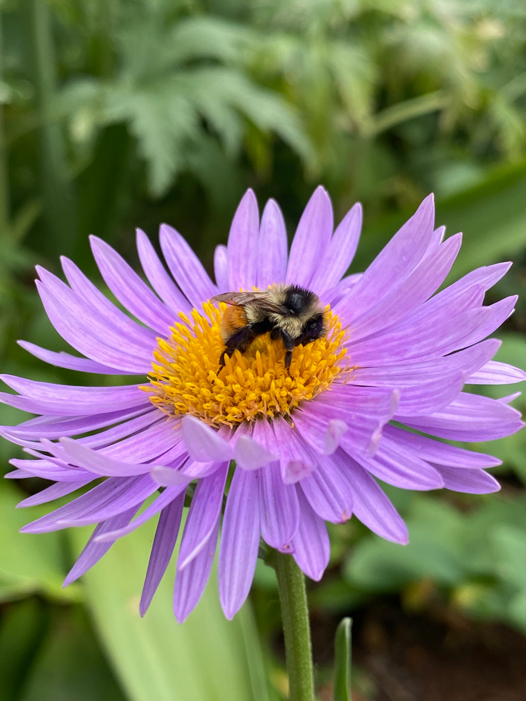 Tour & Learn: Perennials for Pollinators - Friday, June 19 @ 6:30 pm
