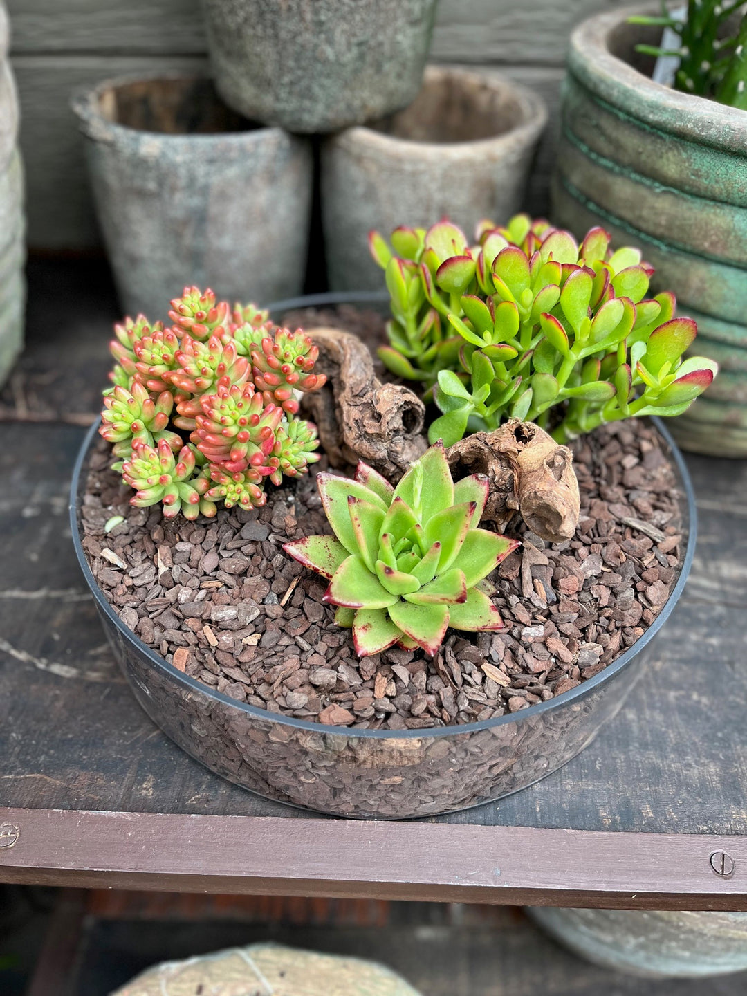 Succulent Garden - Sat. Feb. 22 @ 11am