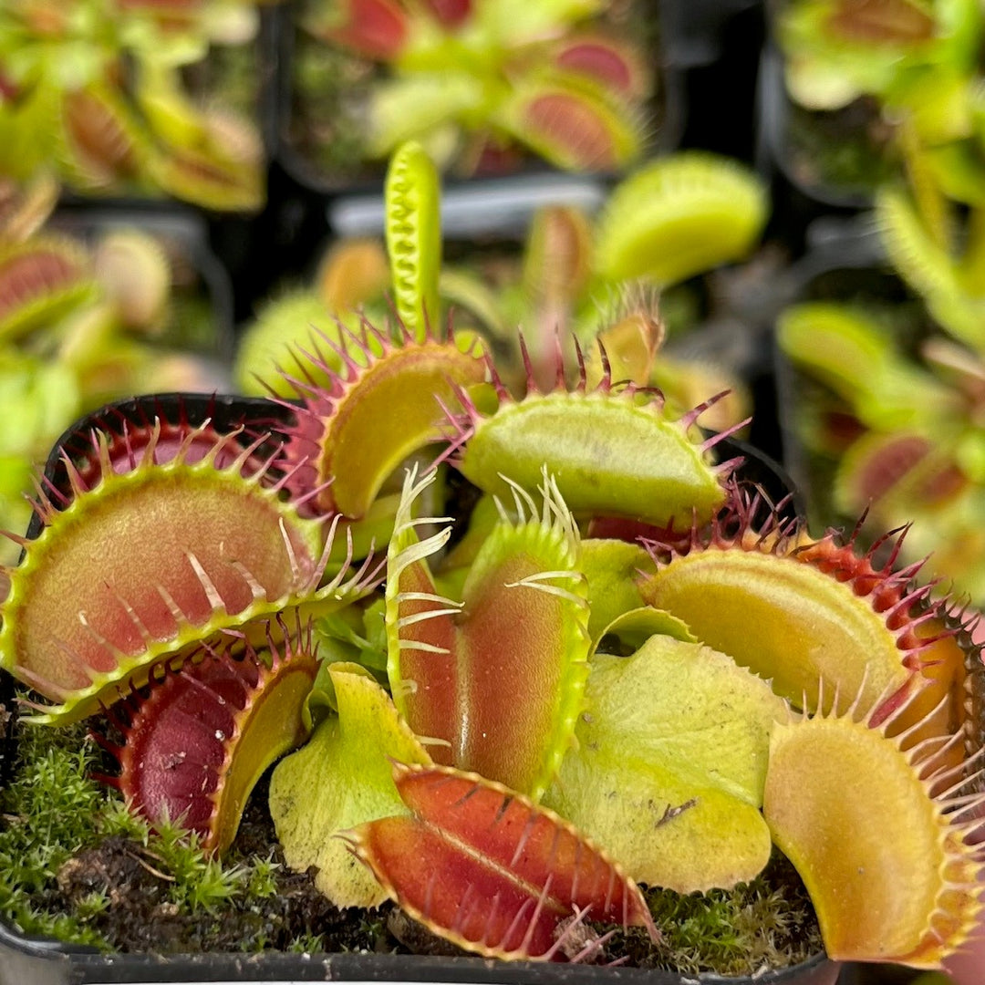 Carnivorous Plants - Sun. Mar. 22 @ 1pm