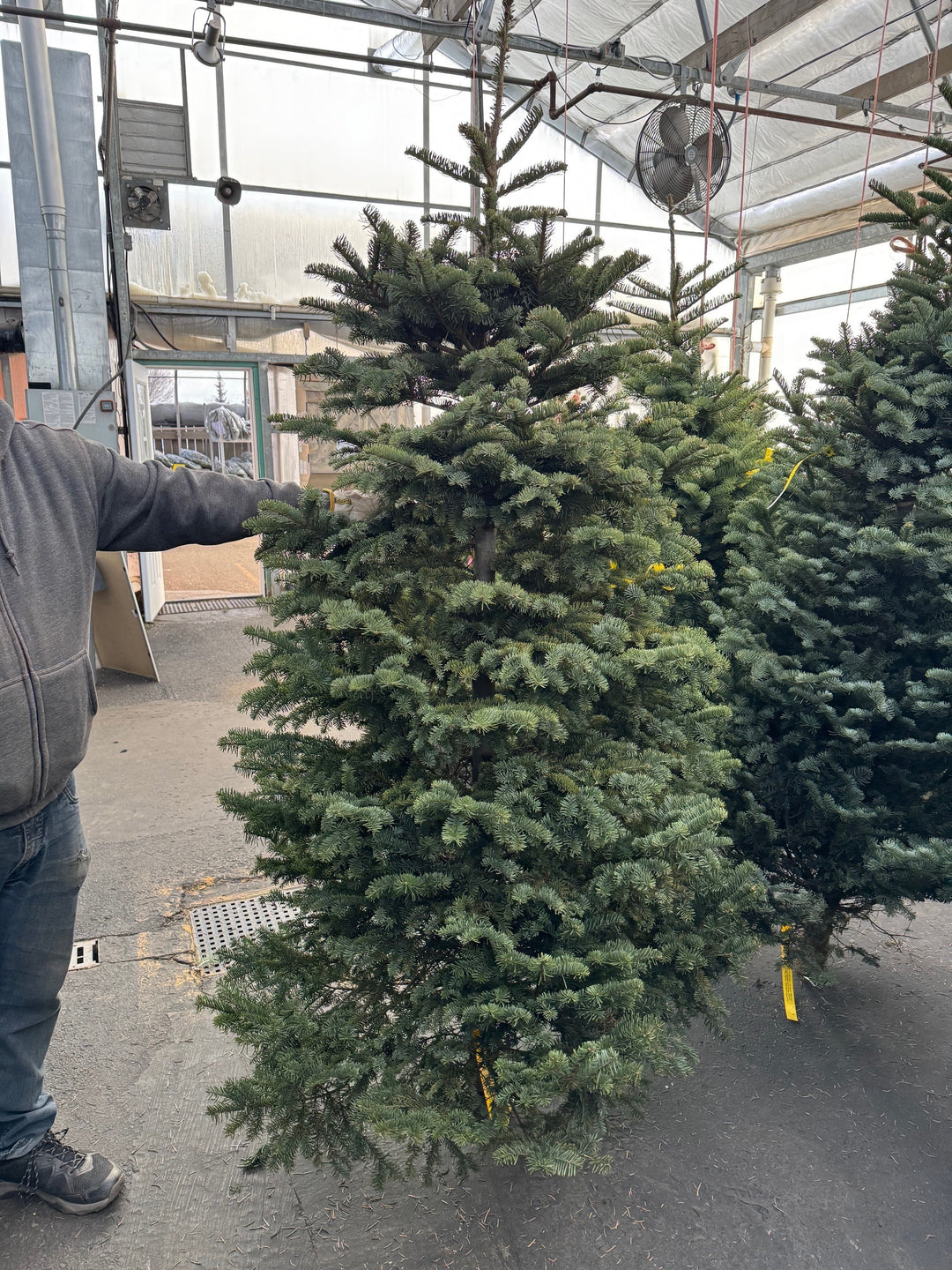 6-7' Fresh-Cut Noble Fir