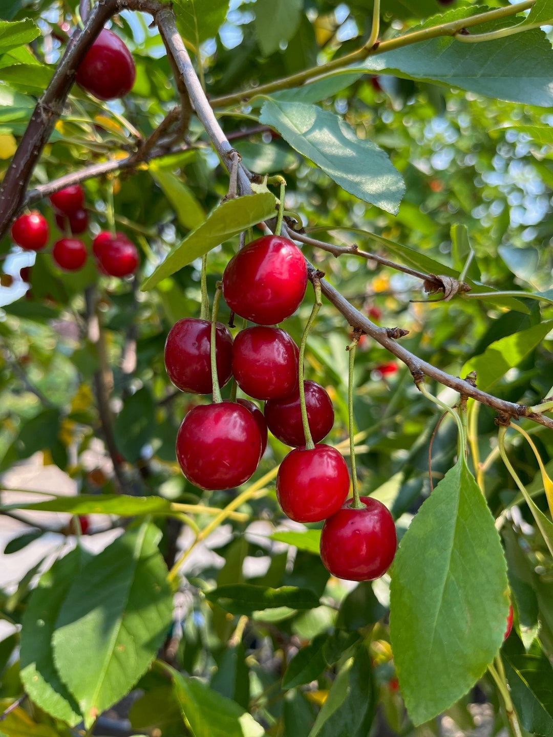 Tour & Learn: Growing Fruit Trees & Shrubs - Wed. June 17 @ 6:30pm