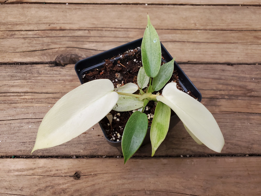 florida ghost mint philodendron Philodendron 'Florida Ghost Mint' – Greenland Garden Centre