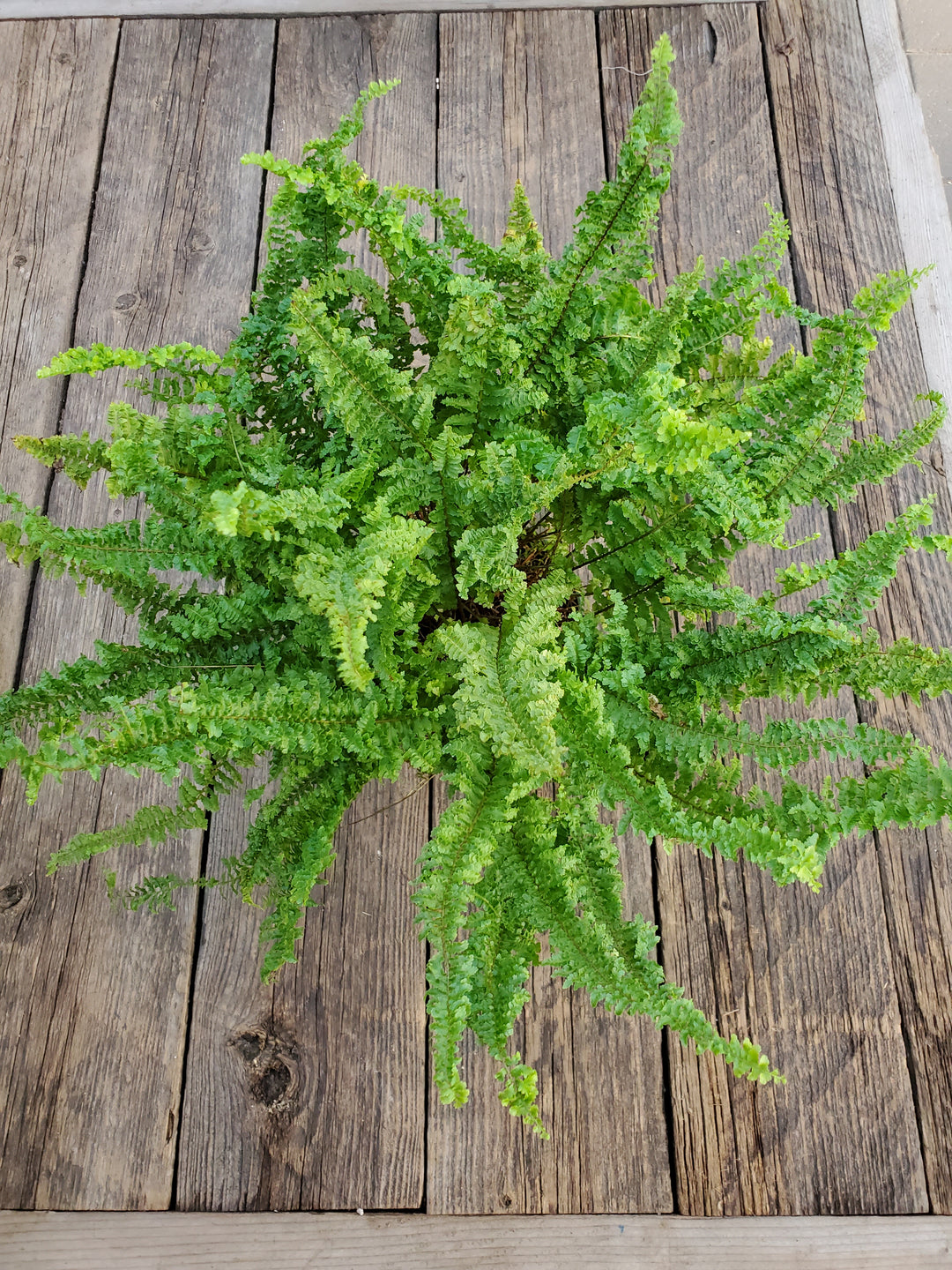 Boston Fern 'Fluffy Ruffles'