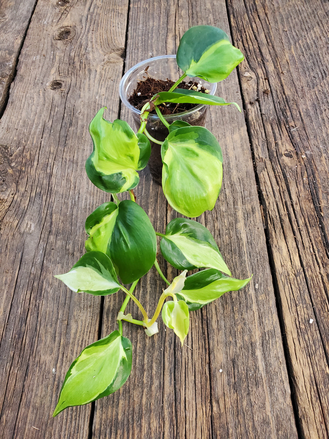 philodendron cream splash care Philodendron 'Cream Splash' – Greenland Garden Centre
