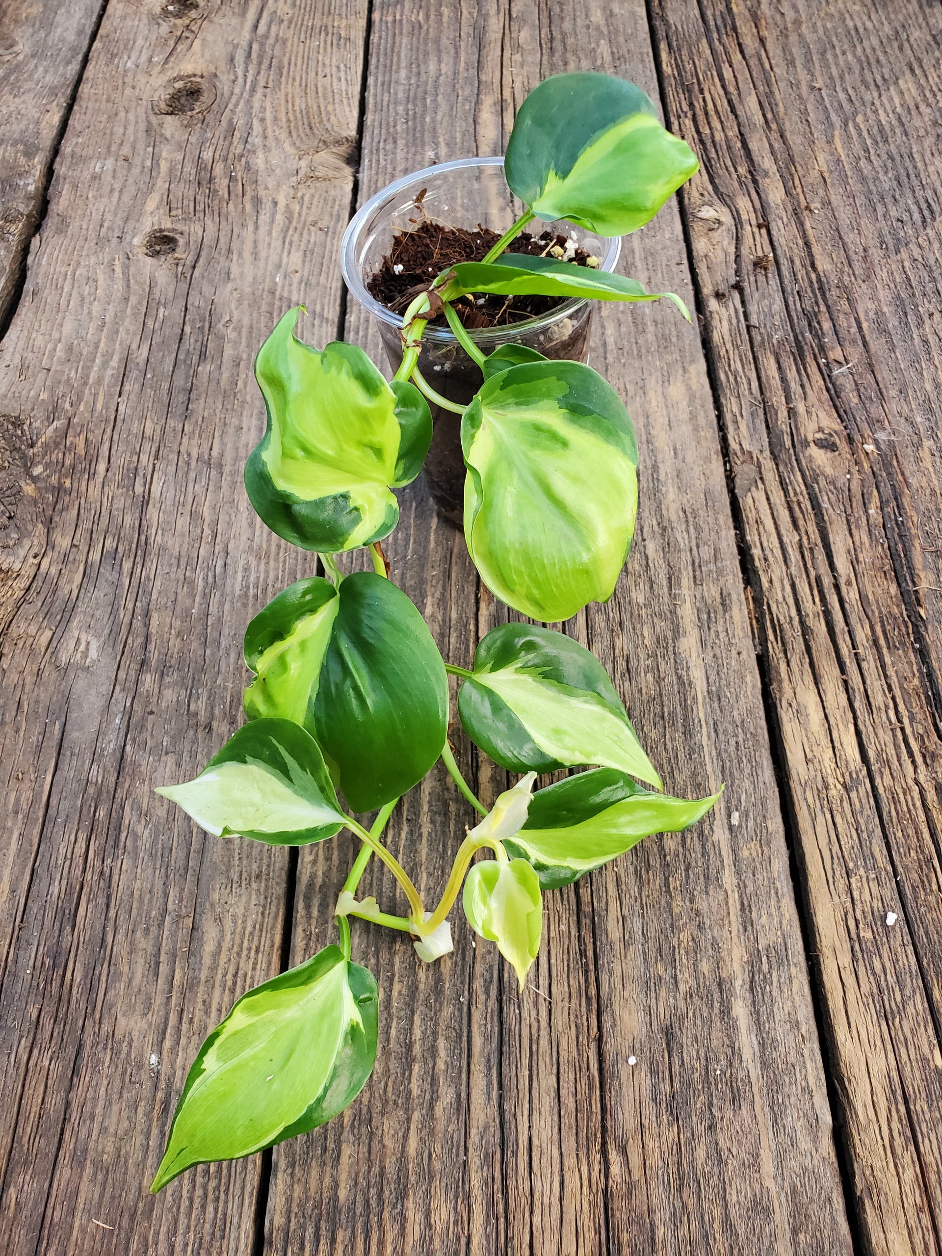 philodendron green splash Philodendron 'Cream Splash' – Greenland Garden Centre