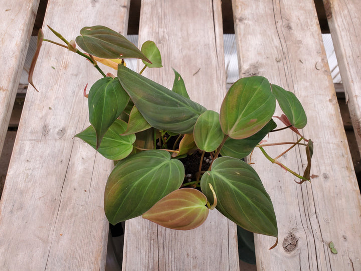Philodendron micans