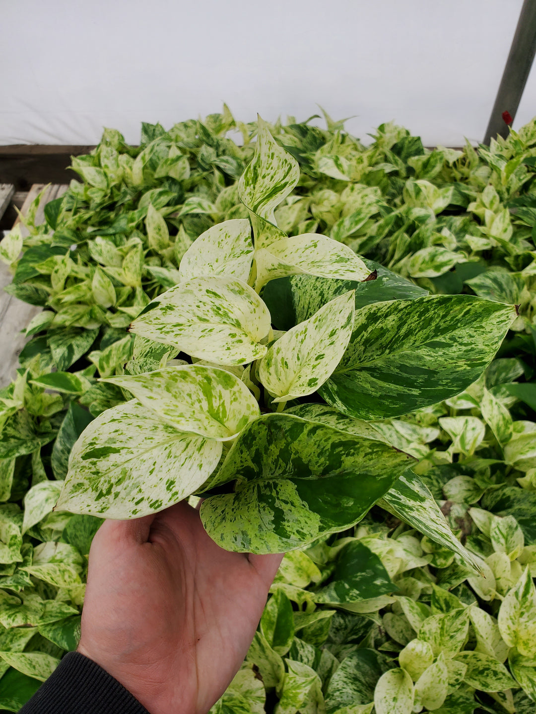 pothos snow queen for sale Pothos 'Snow Queen' – Greenland Garden Centre