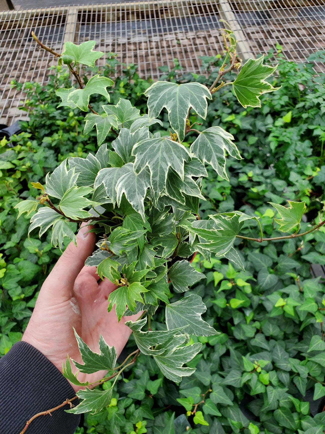 English Ivy 'White Ripple' – Greenland Garden Centre