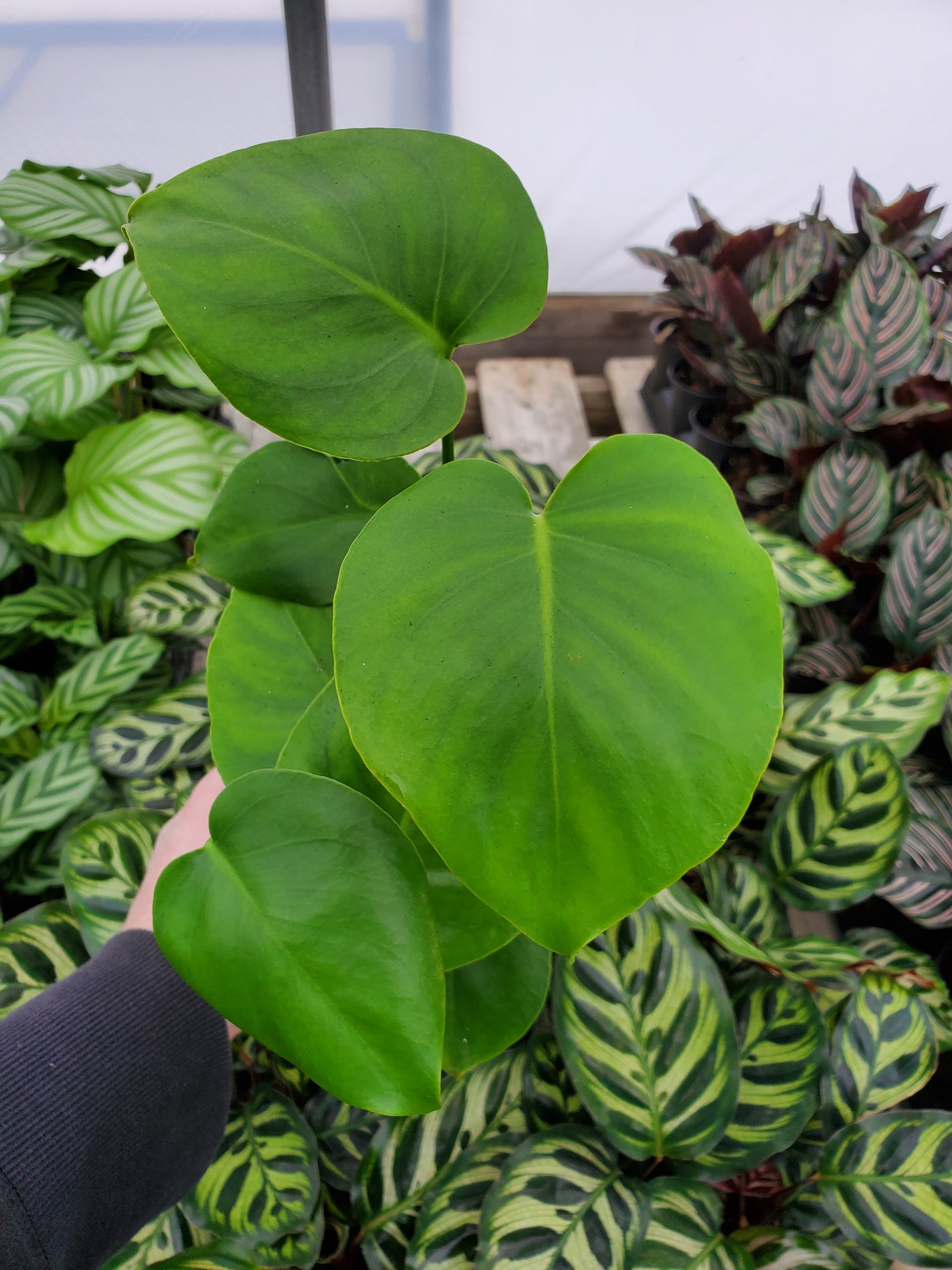 monstera deliciosa edmonton Monstera deliciosa – Greenland Garden Centre