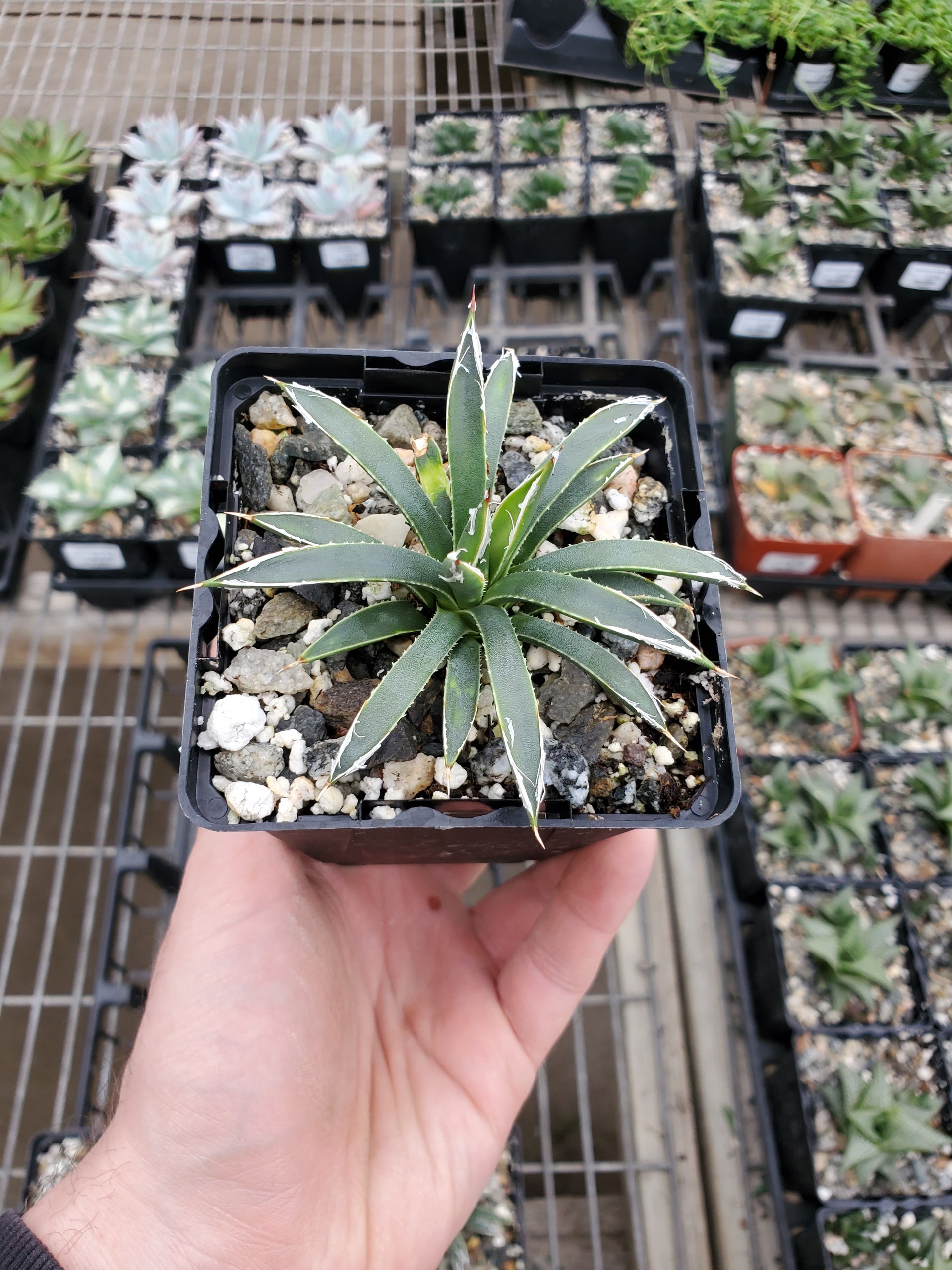 Agave toumeyana var. bella – Greenland Garden Centre