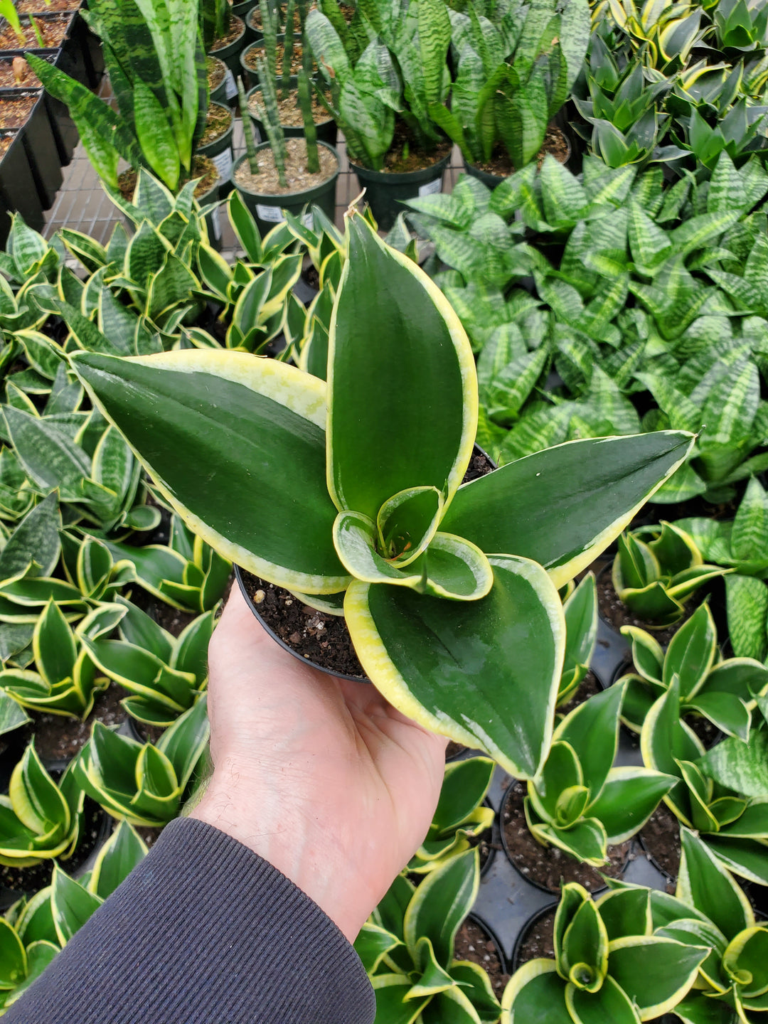 black star snake plant Snake Plant 'Black Star' – Greenland Garden Centre
