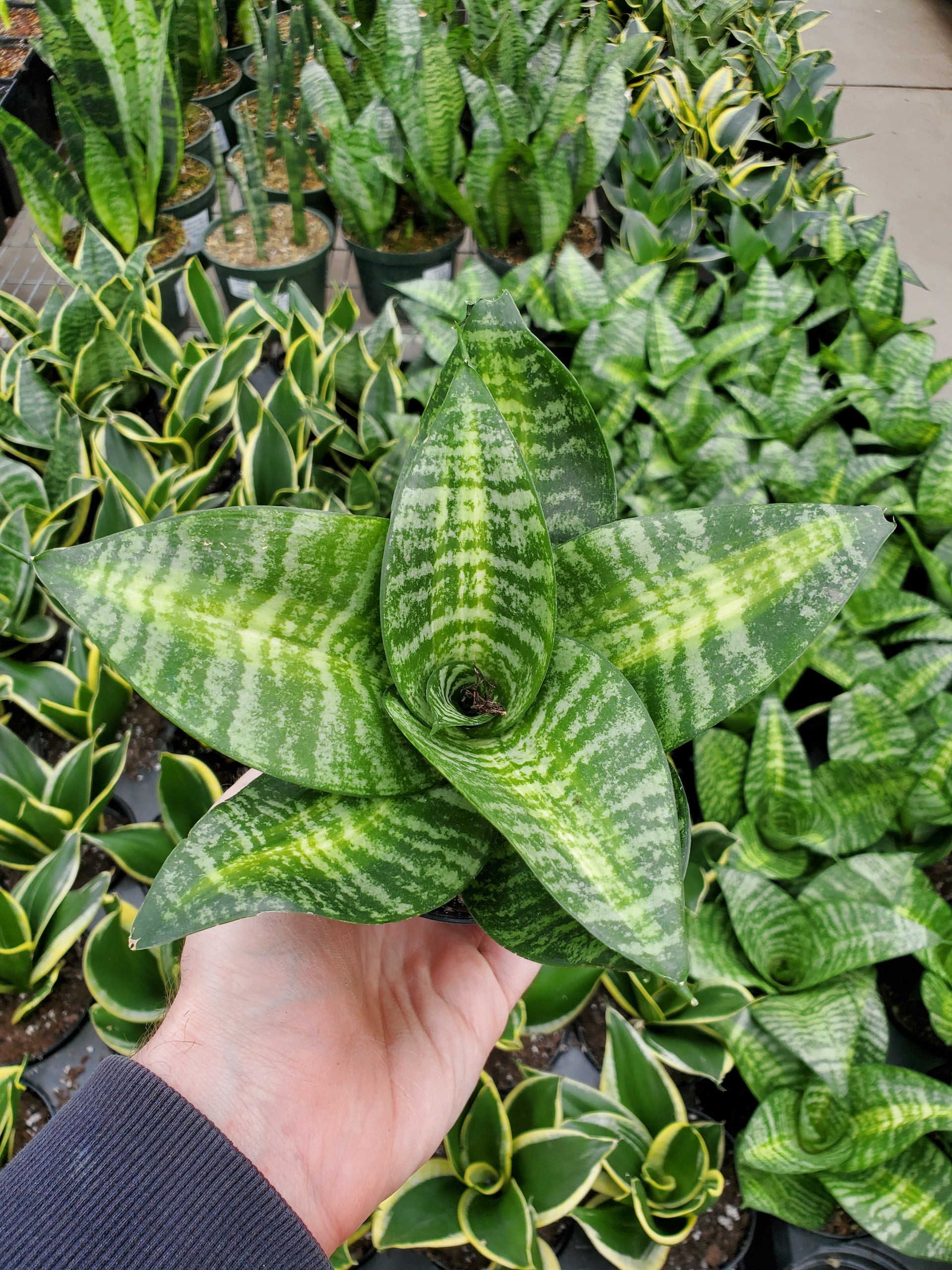 sansevieria starburst Snake Plant 'Siebert Starburst' – Greenland Garden Centre