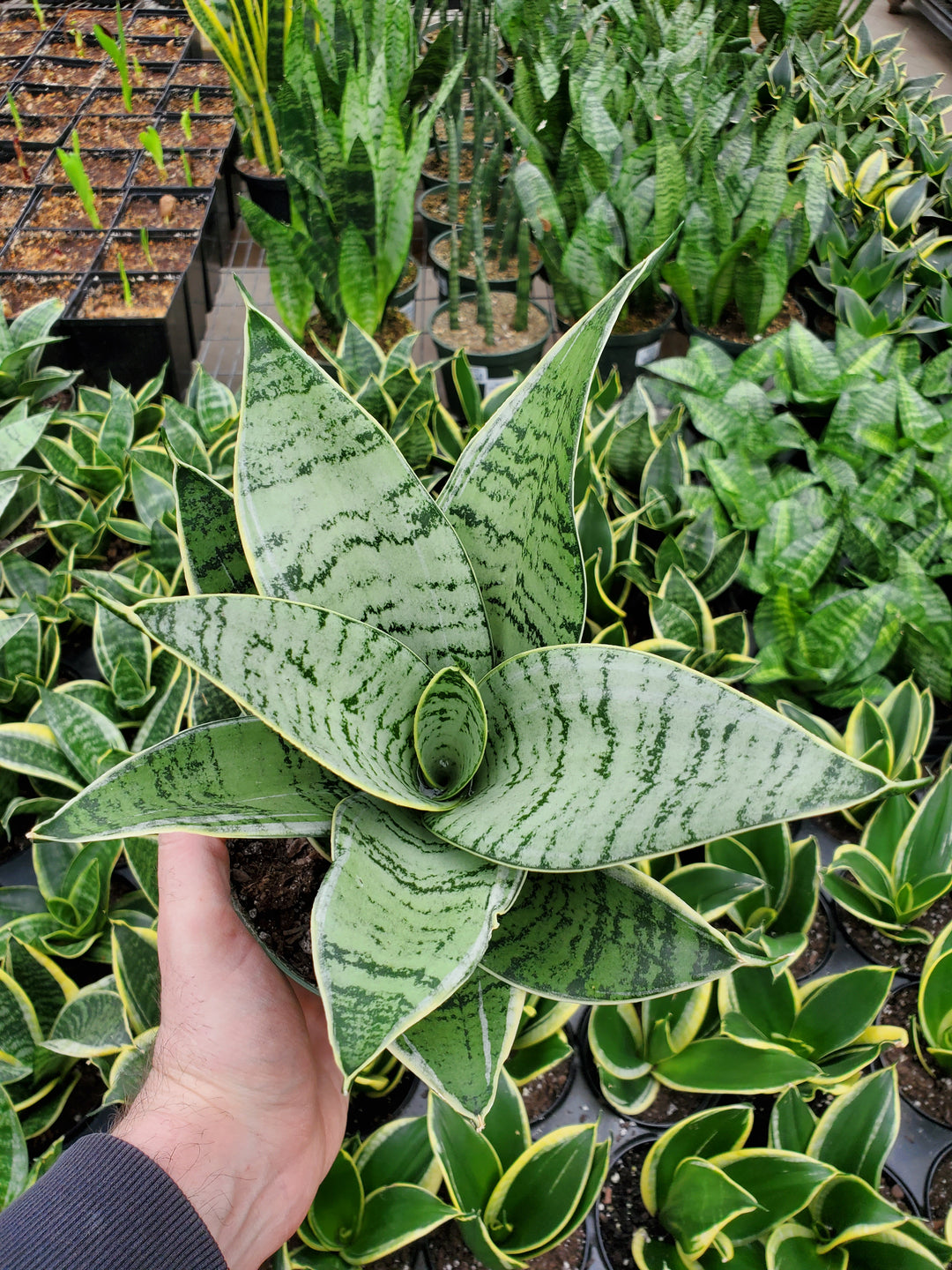 potting snake plant stars Snake Plant 'Blue Star' – Greenland Garden Centre