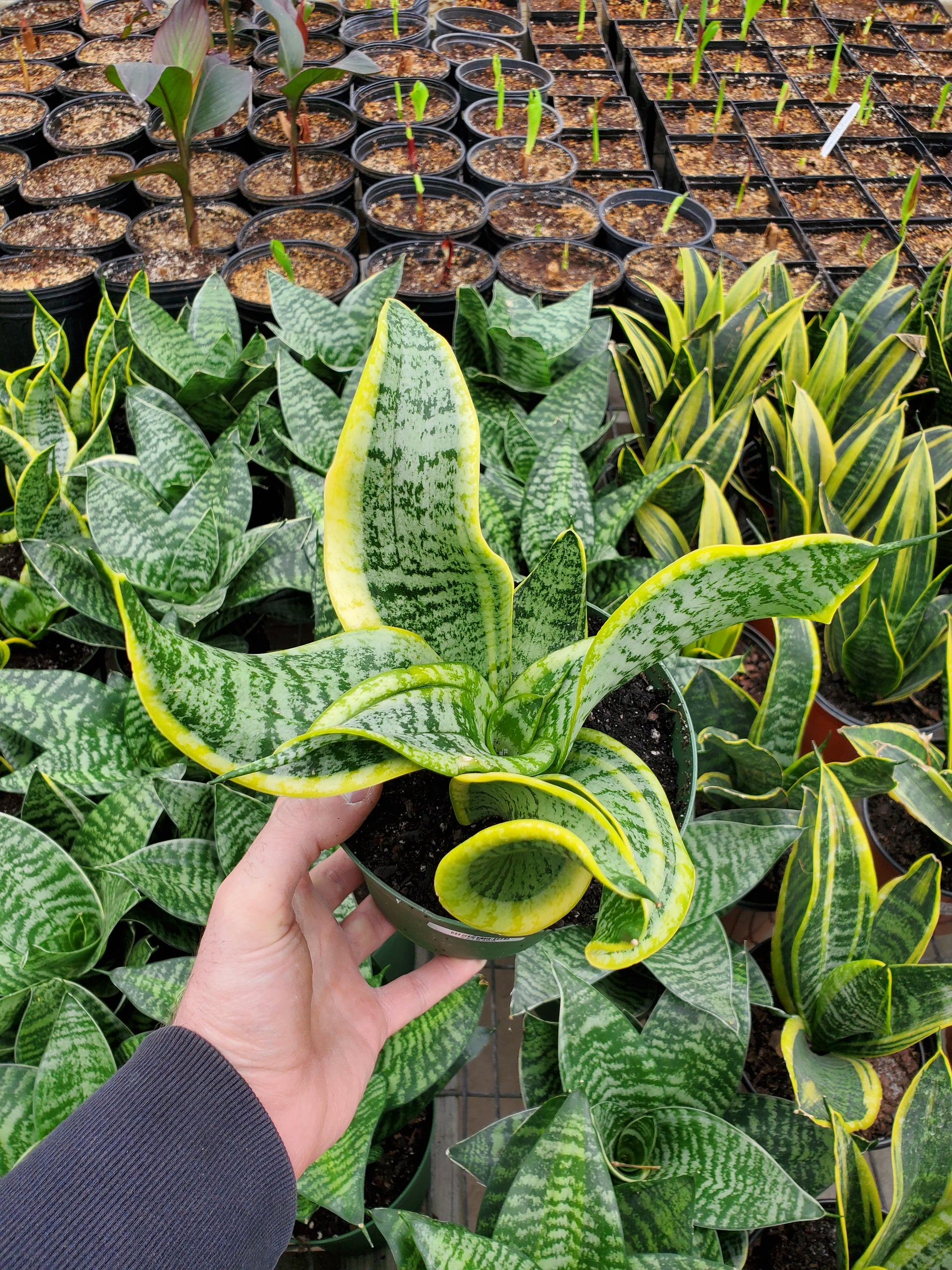 Snake Plant 'Twisted Sister' – Greenland Garden Centre