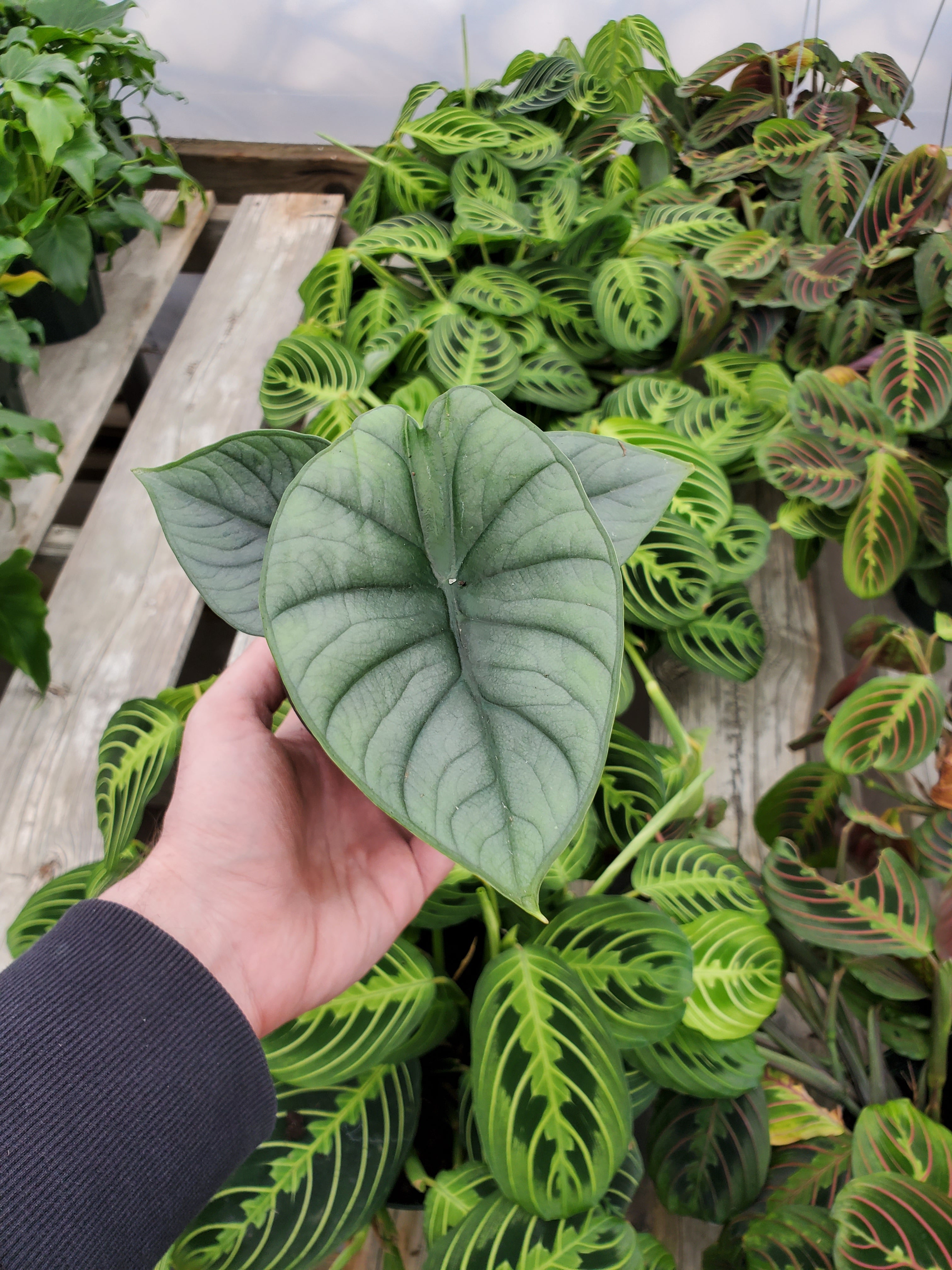 Alocasia 'Mayan Mask' – Greenland Garden Centre