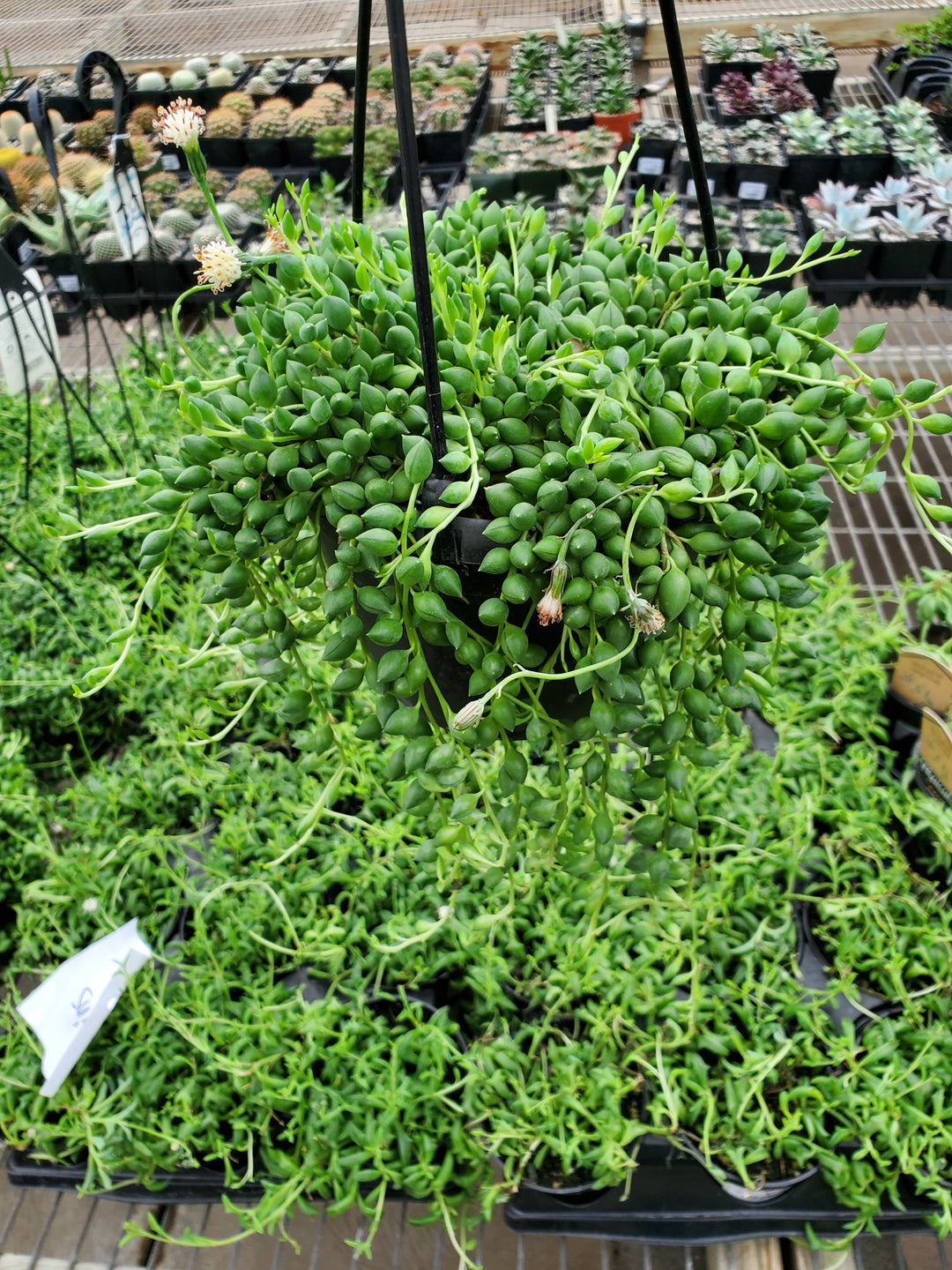 teardrop succulent plant String of Teardrops – Greenland Garden Centre