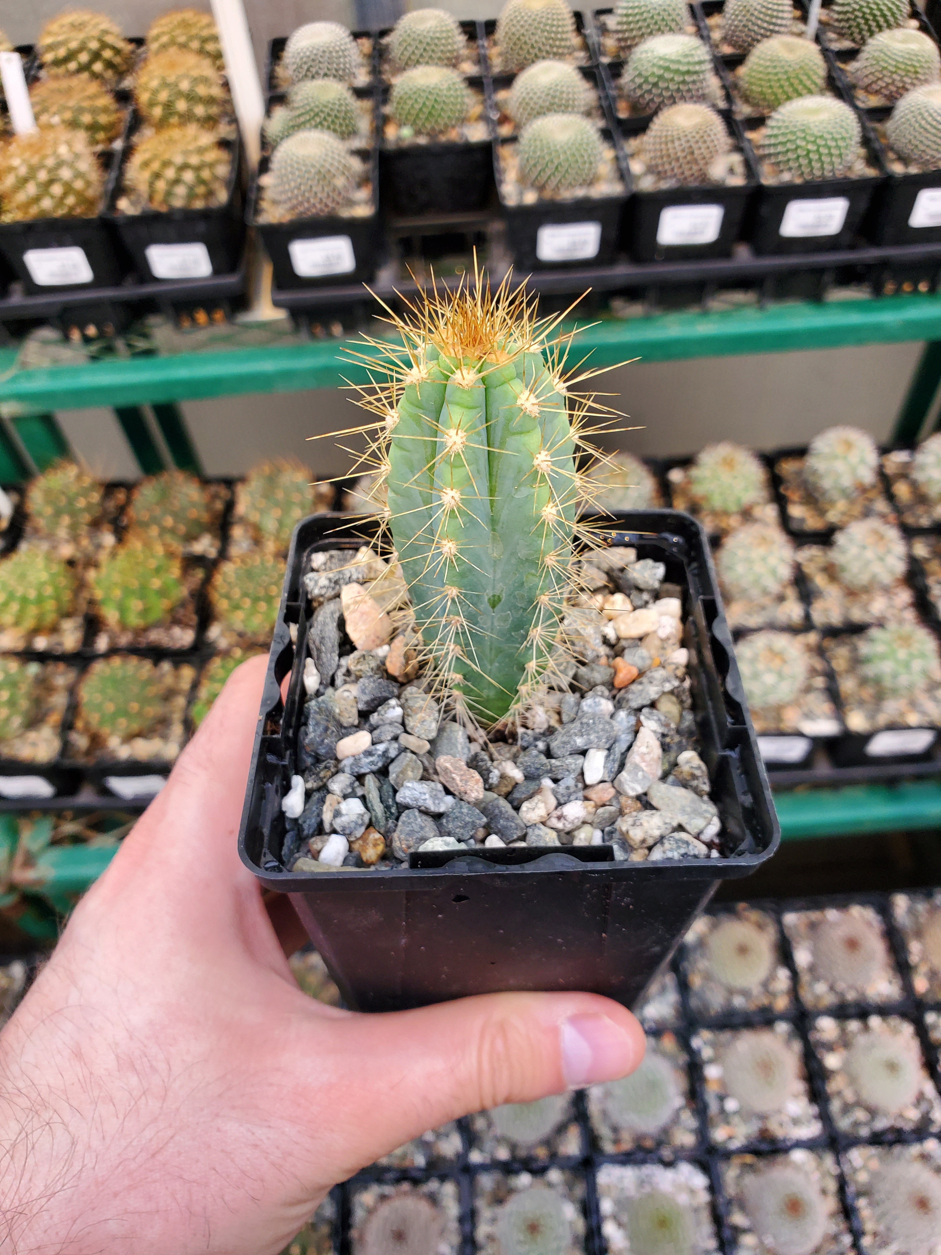 Blue Flame cheapest Cactus