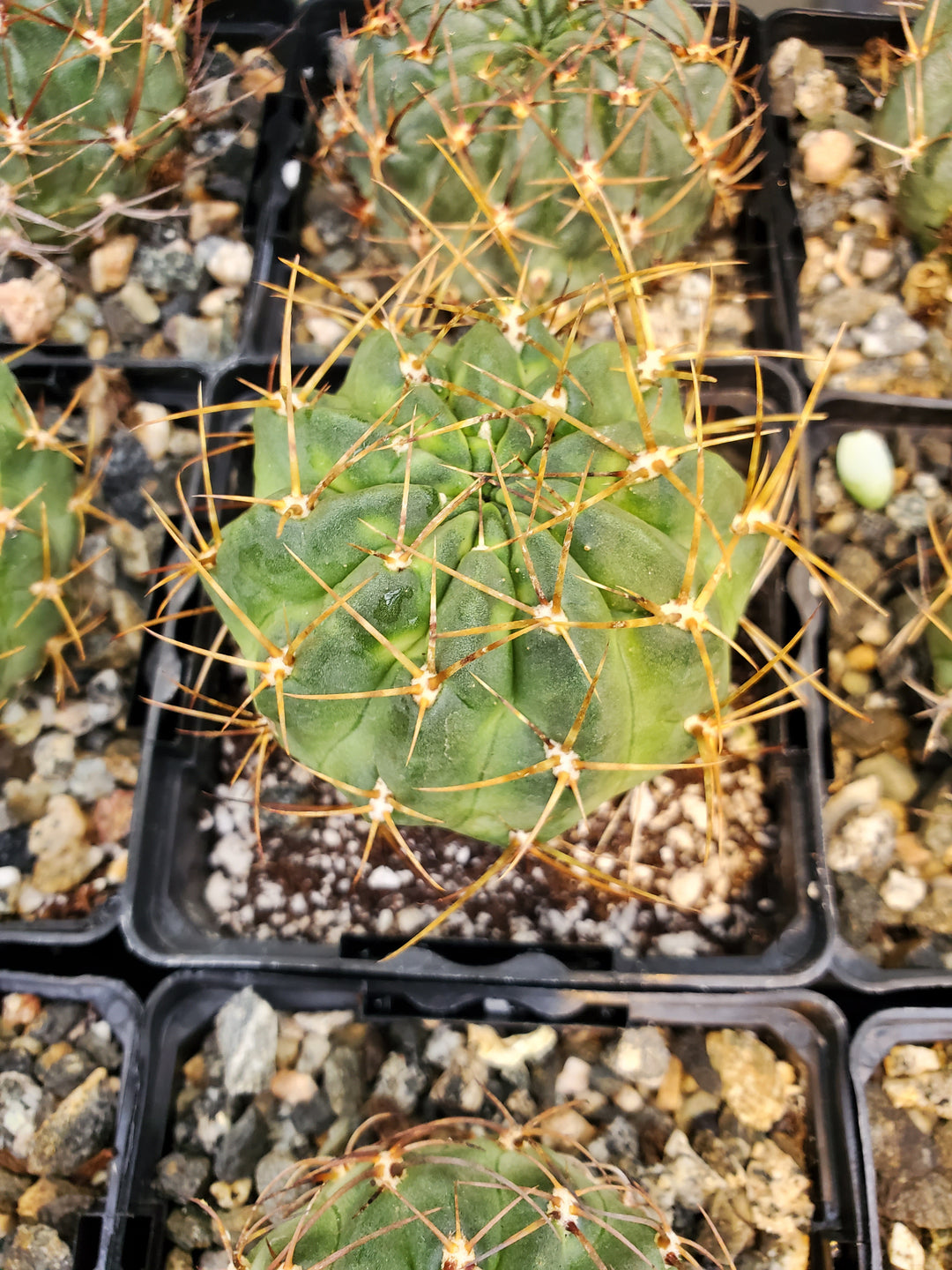 Echinopsis pentlandii