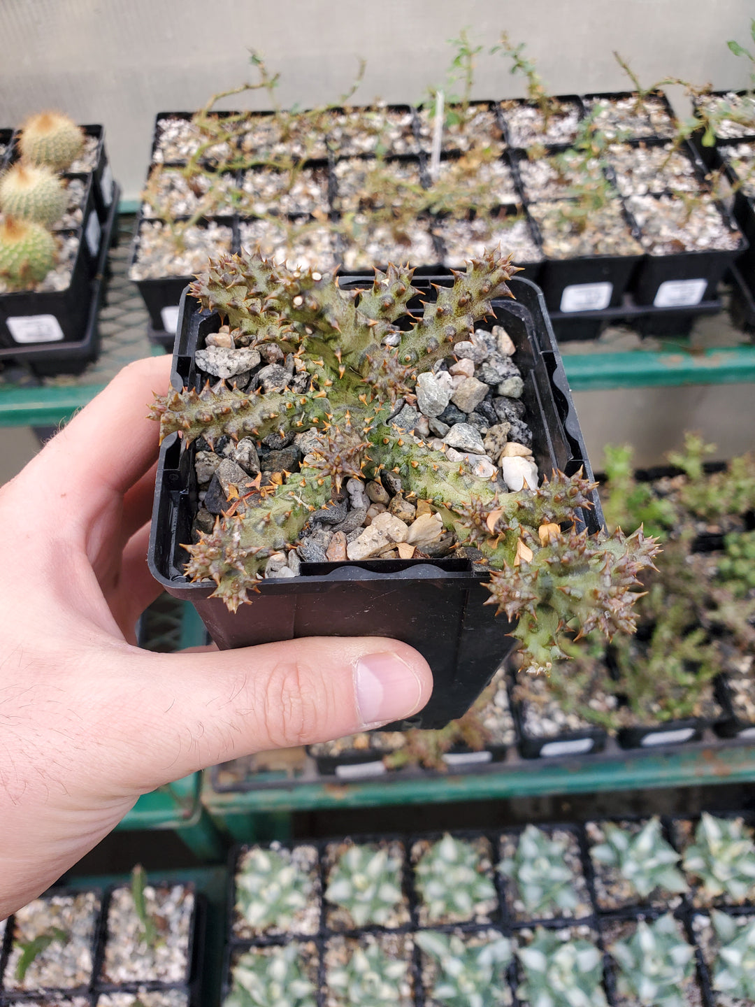 persian carpet succulent Persian Carpet Flower – Greenland Garden Centre