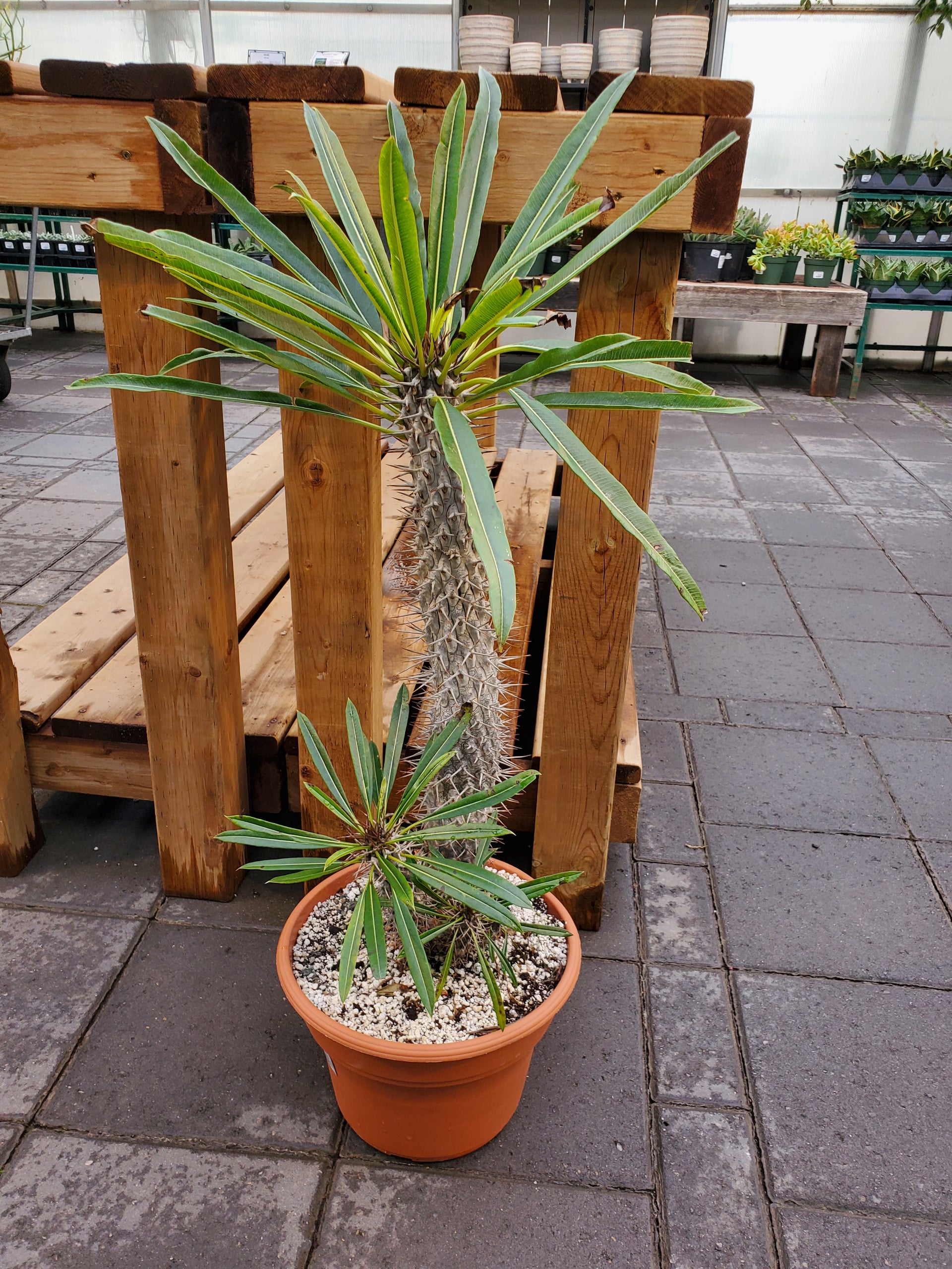 madagascar succulent woodlands Madagascar Palm – Greenland Garden Centre