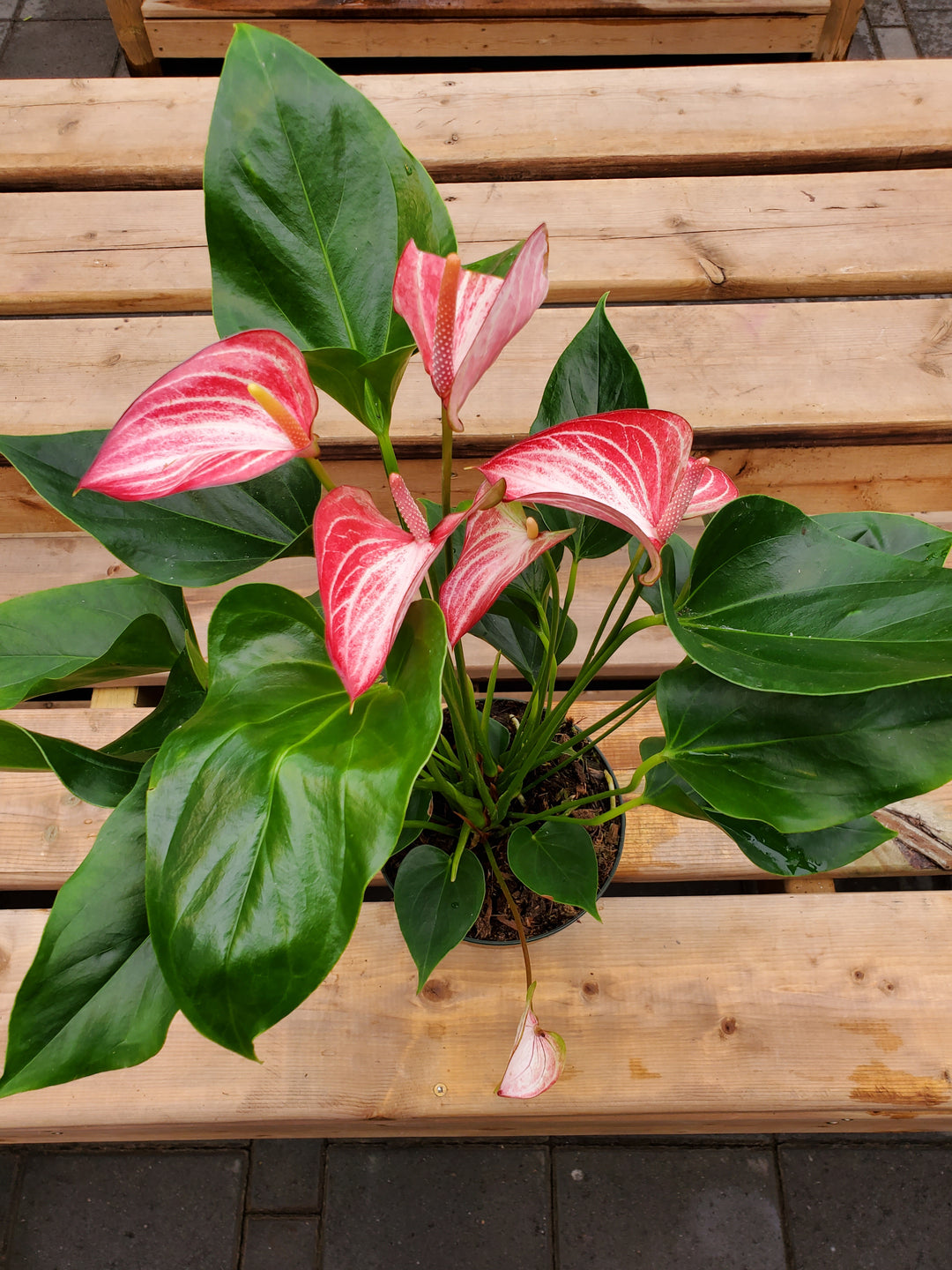 anthurium livium red Anthurium 'Livium' – Greenland Garden Centre