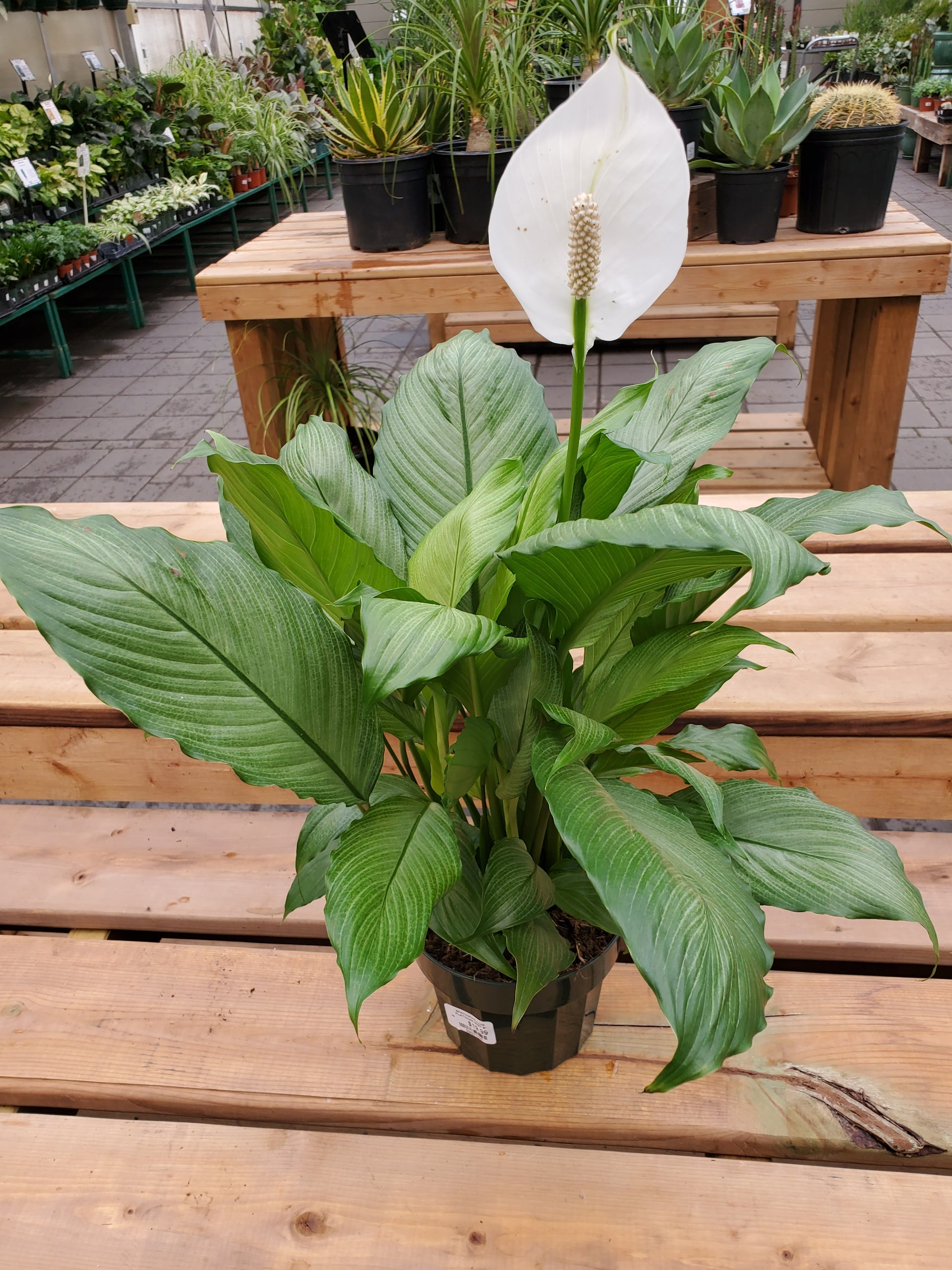 silver peace lily Peace Lily 'Platinum Mist' – Greenland Garden Centre